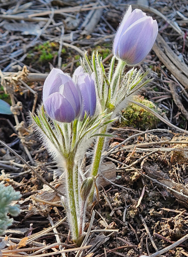 Pulsitilla patens ssp multifida (American Pasque Flower) - Photo: Idelle Fisher