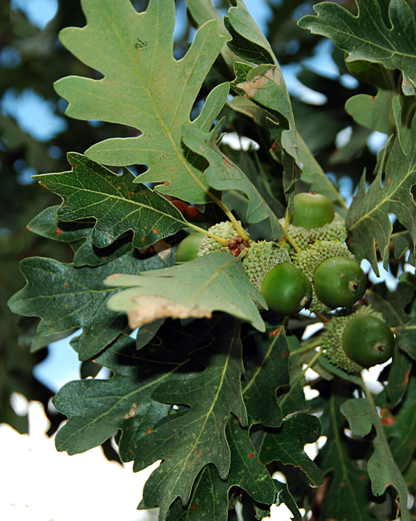 Quercus gambelii (Gambel Oak)