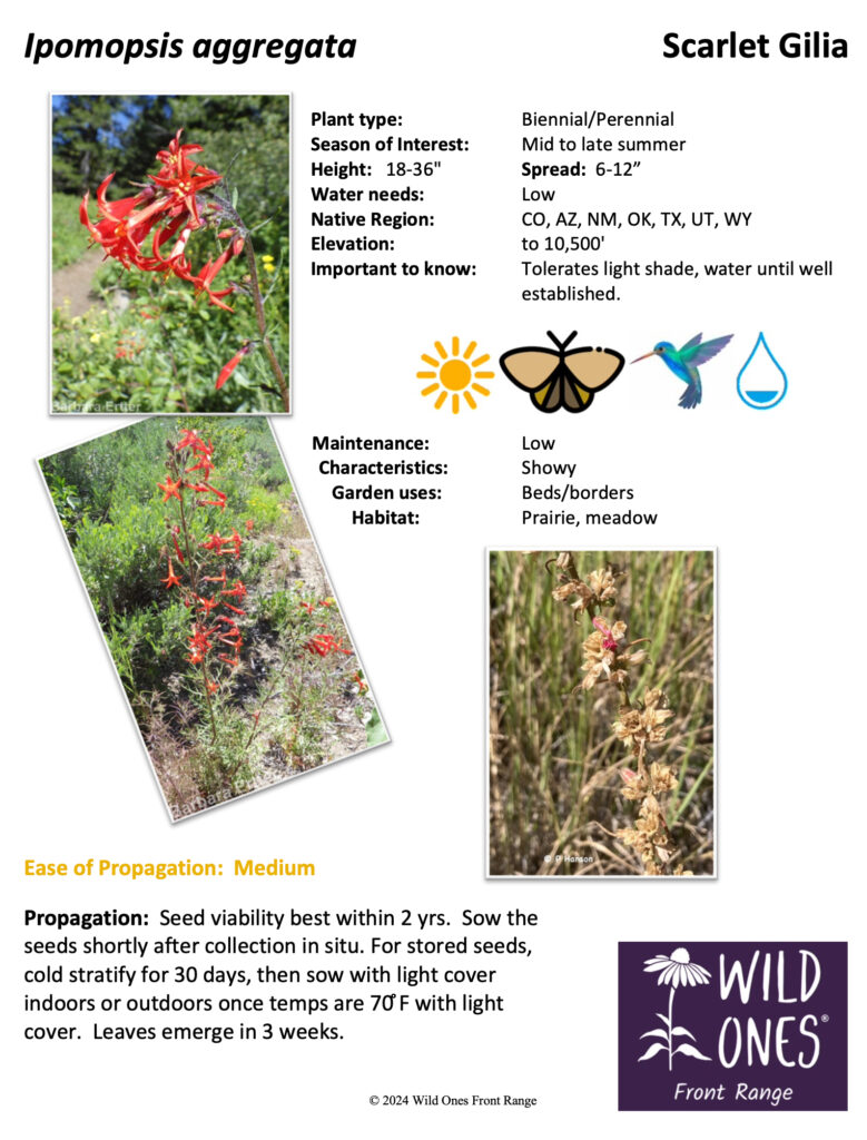 Ipomopsis aggregata (Scarlet Gilia) – Forb – Native Plant Species Sheet