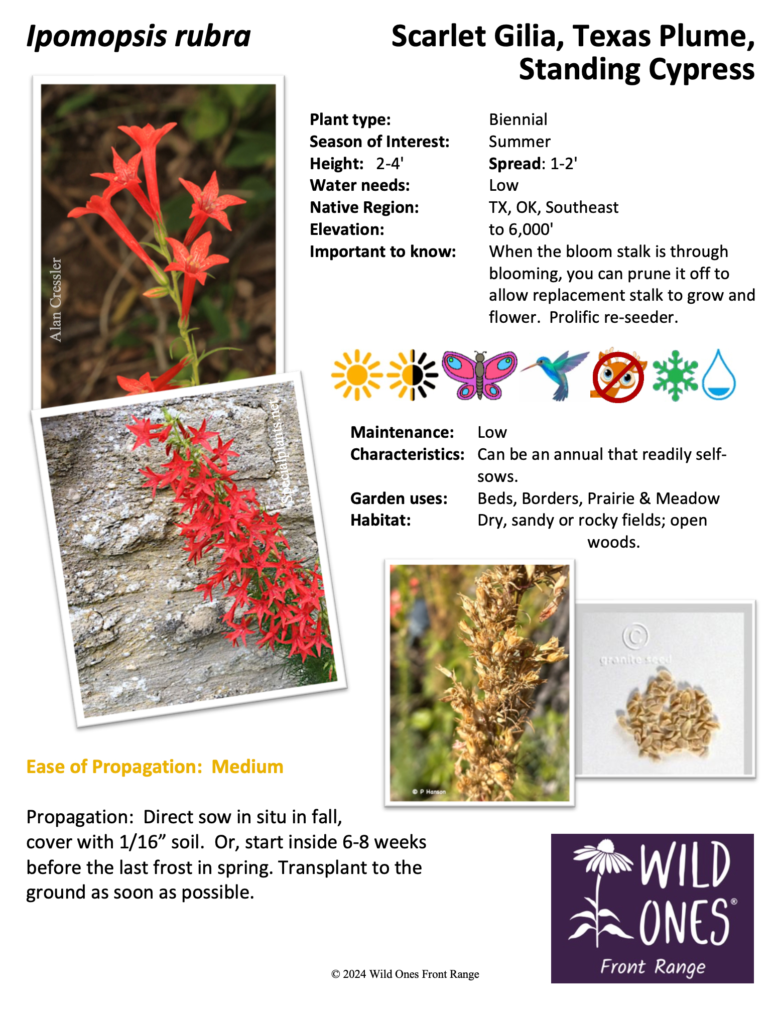 Ipomopsis rubra (Scarlet Gilia, Texas Plume, Standing Cypress) - Forb - Native Plant Species Sheet