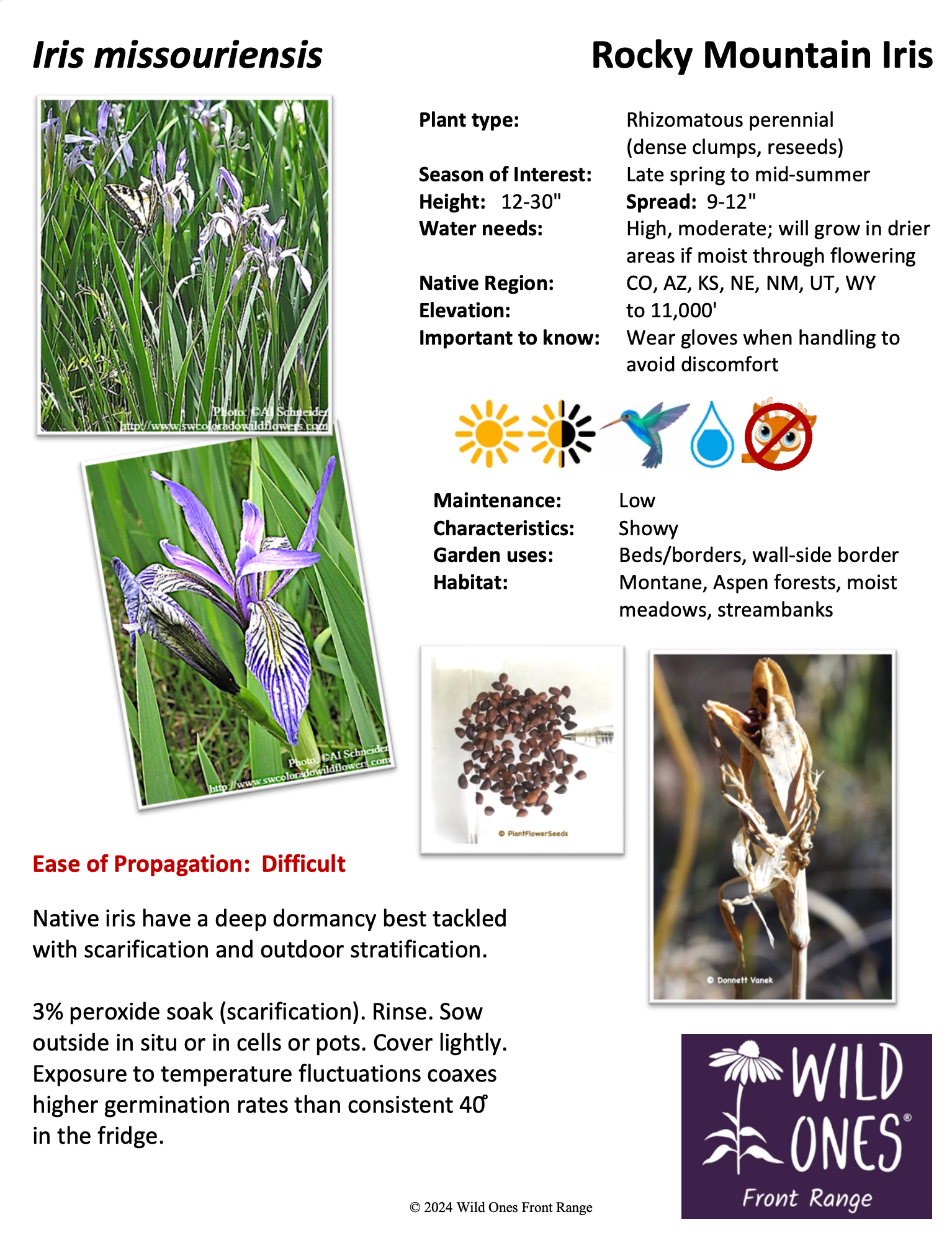 Iris missouriensis (Rocky Mountain Iris, Western Blue Flag) – Forb – Native Plant Species Sheet