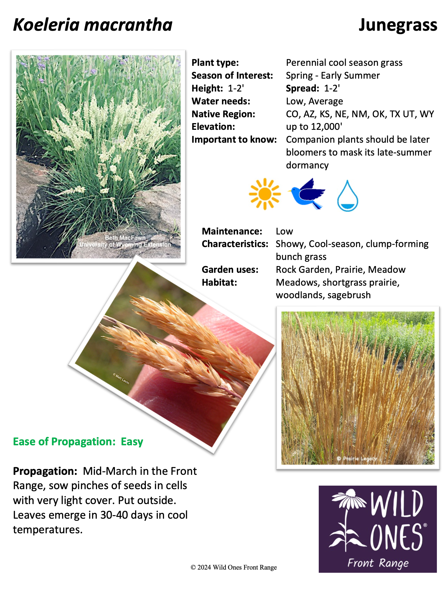 Koeleria macrantha (Junegrass) - Native Plant Species Sheet