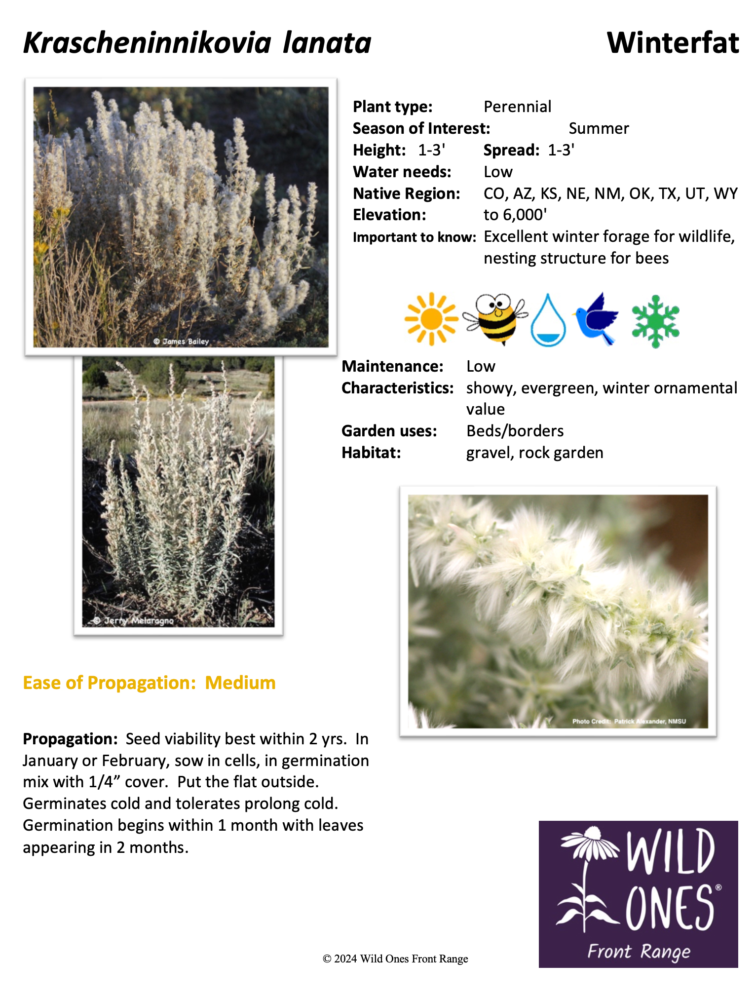Krascheninnikovia lanata (Winterfat) – Shrub – Native Plant Species Sheet