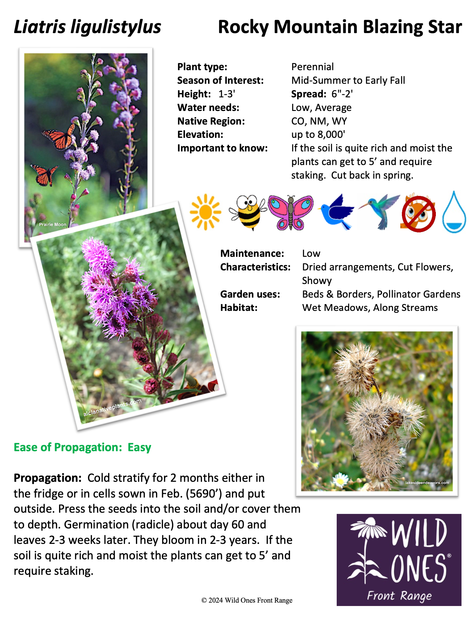 Liatris ligulistylus (Rocky Mountain Blazing Star) – Forb – Native Plant Species Sheet
