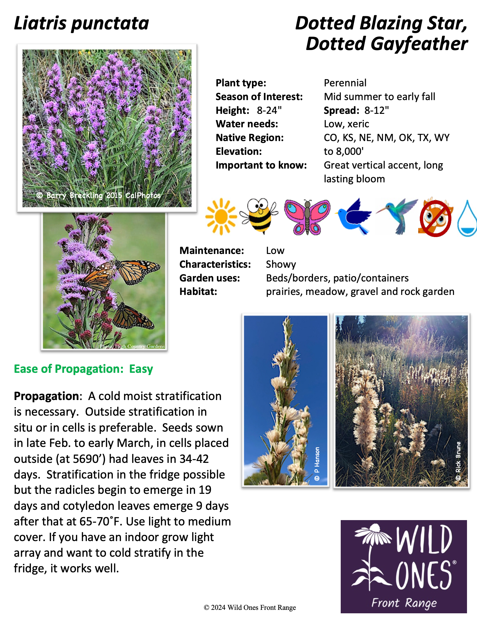 Liatris punctata (Dotted Blazing Star, Dotted Gayfeather) – Forb – Native Plant Species Sheet