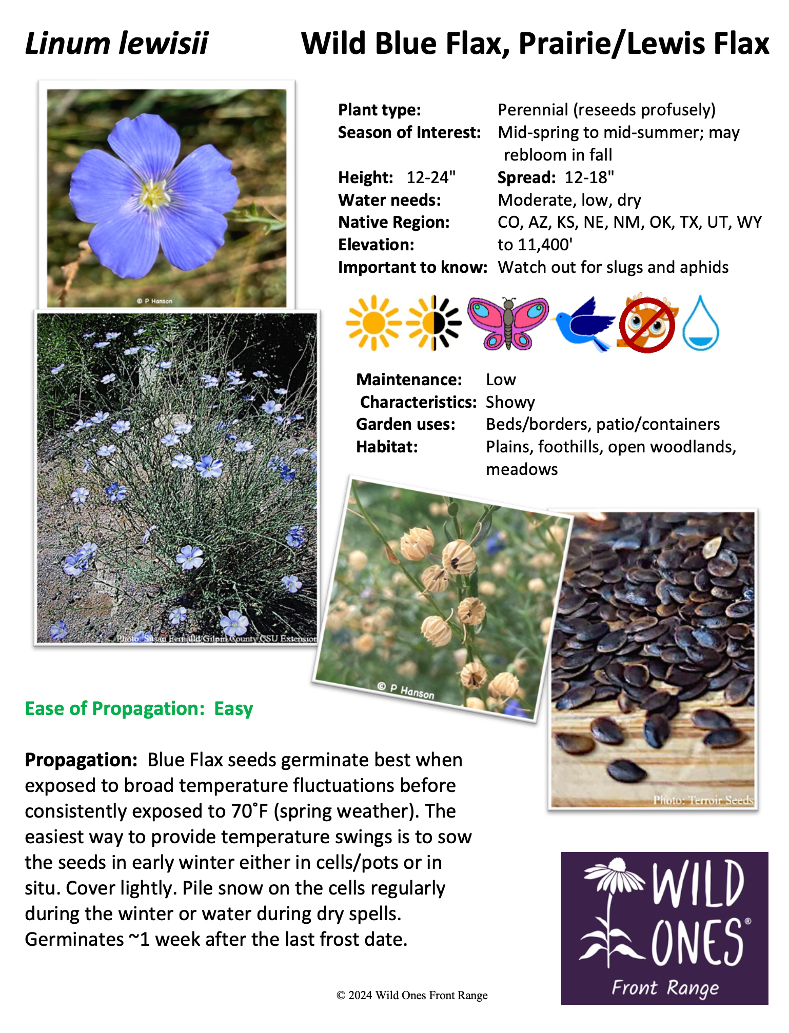 Linum lewisii (Wild Blue Flax, Prairie/Lewis Flax) – Forb – Native Plant Species Sheet