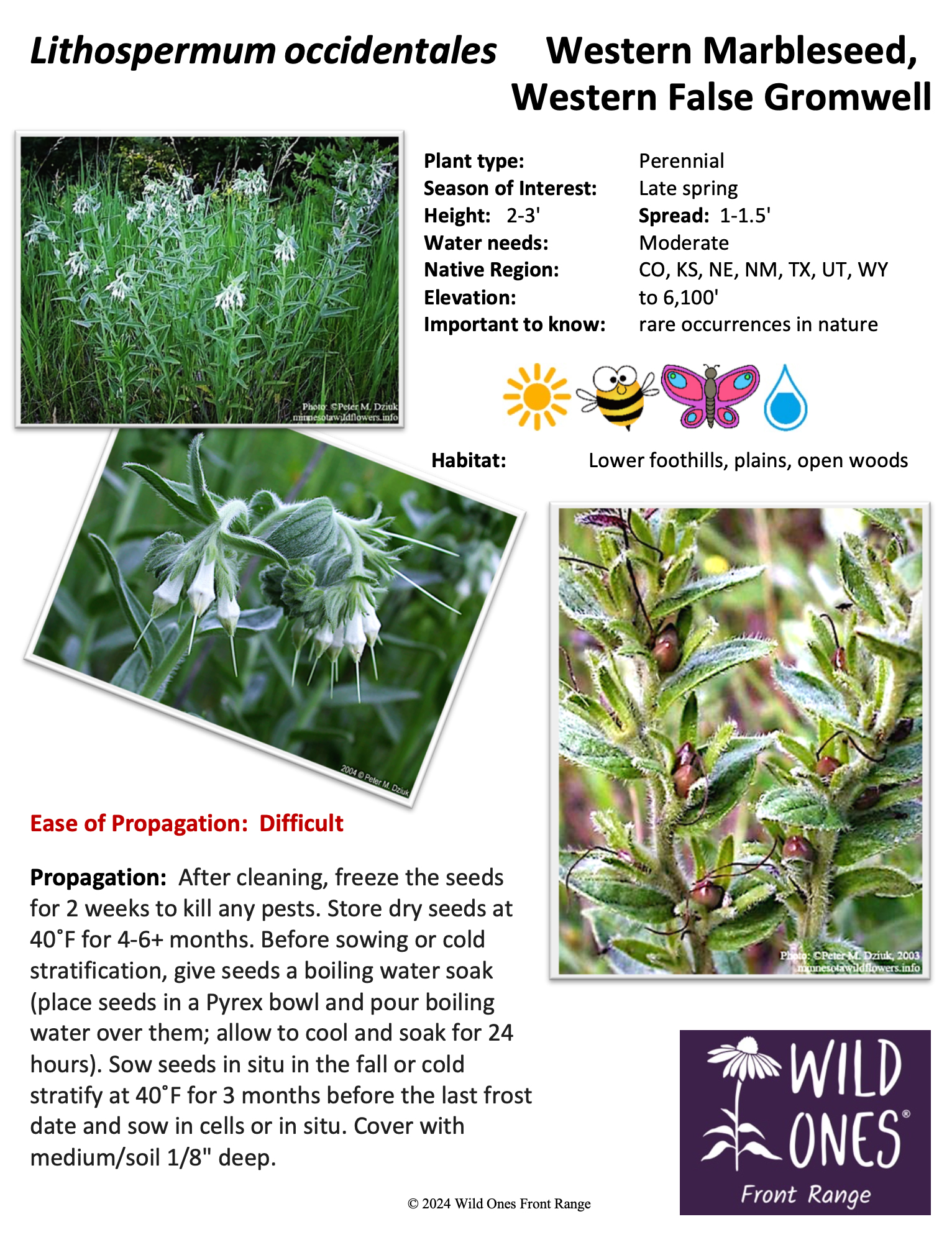 Lithospermum occidentales (Western Marbleseed, Western False Gromwell) - Forb - Native Plant Species Sheet