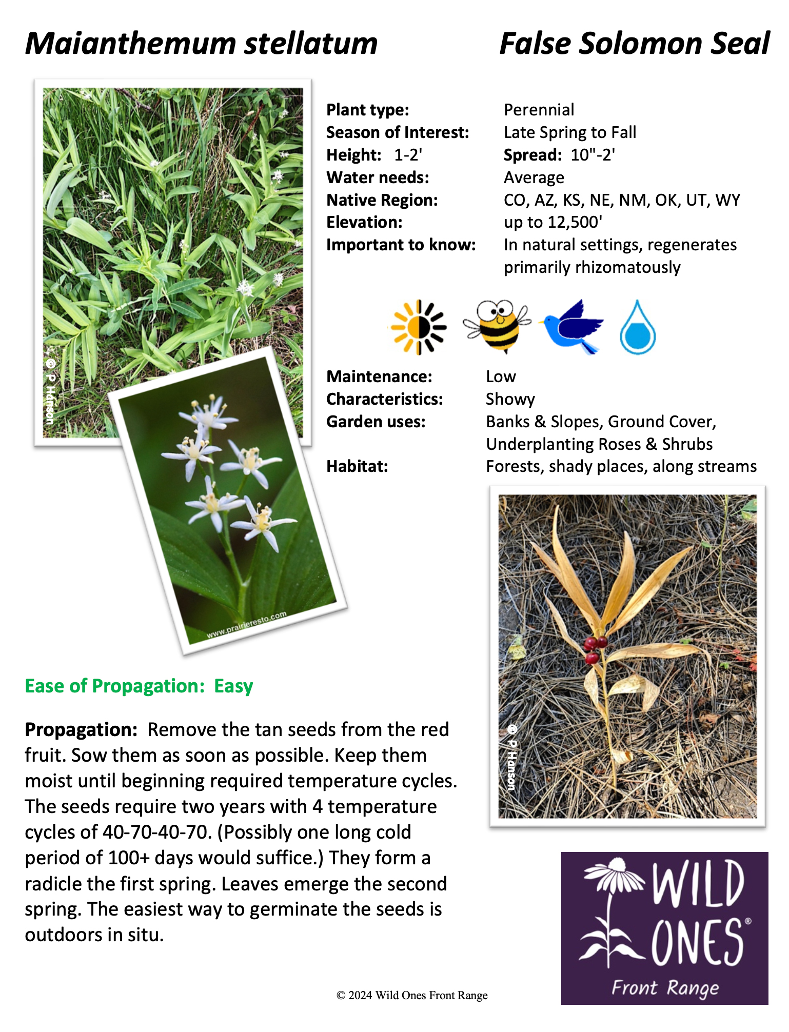 Maianthemum stellatum (False Solomon Seal) – Forb – Native Plant Species Sheet