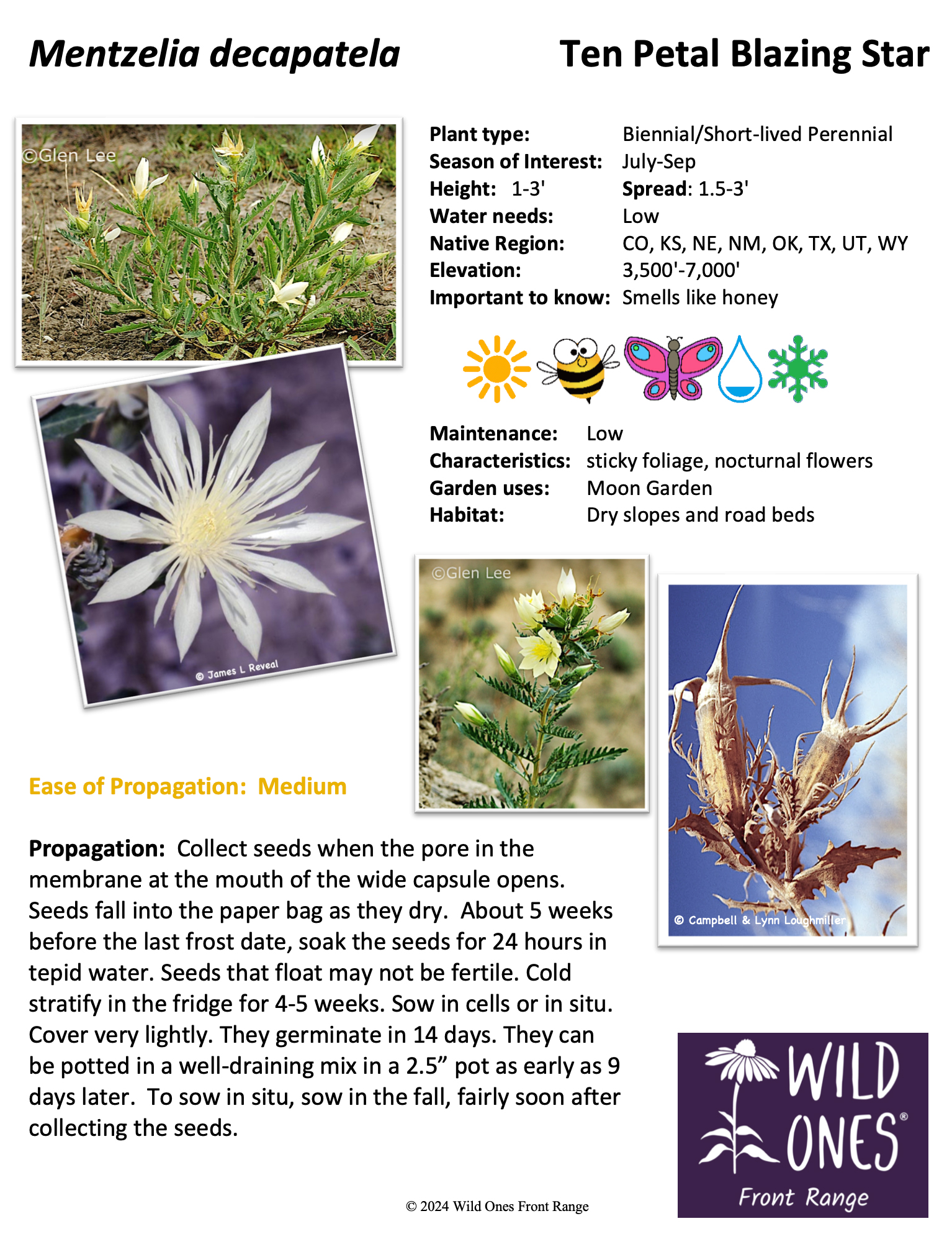 Mentzelia decapatela (Ten Petal Blazing Star) – Forb – Native Plant Species Sheet