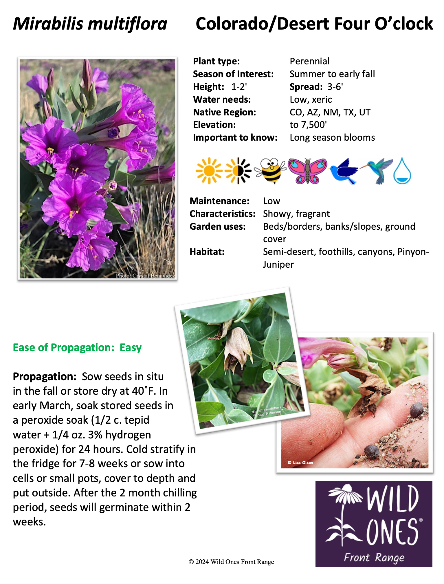 Mirabilis multiflora (Colorado / Desert Four O'clock) – Forb – Native Plant Species Sheet