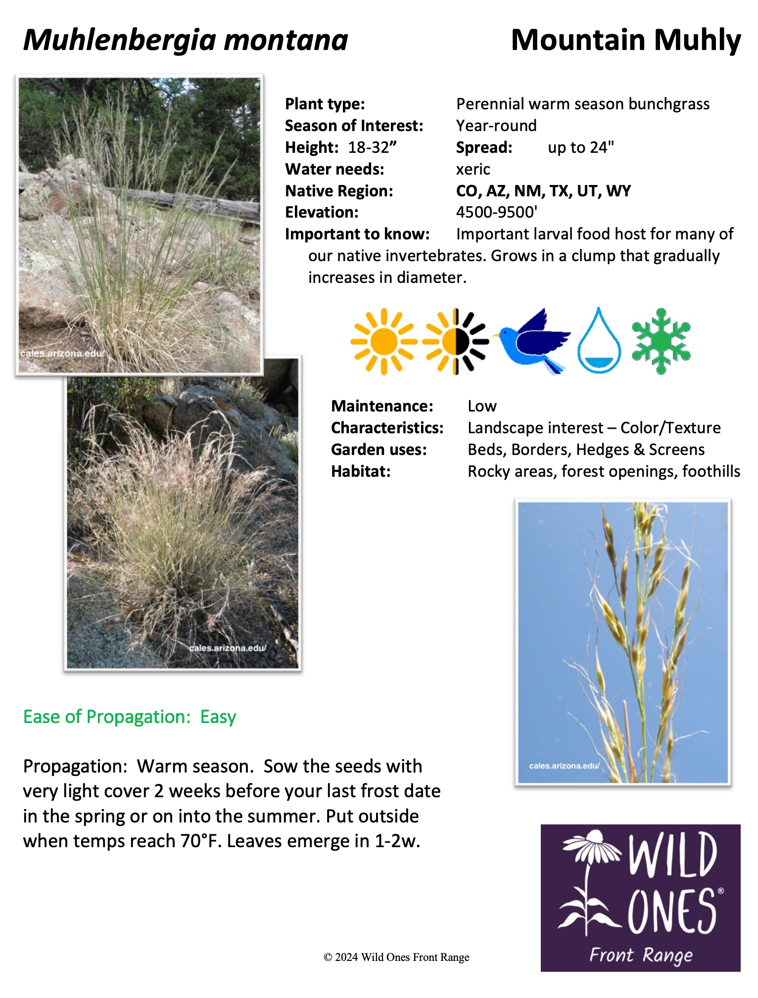 Muhlenbergia montana (Mountain Muhly) – Grass – Native Plant Species Sheet