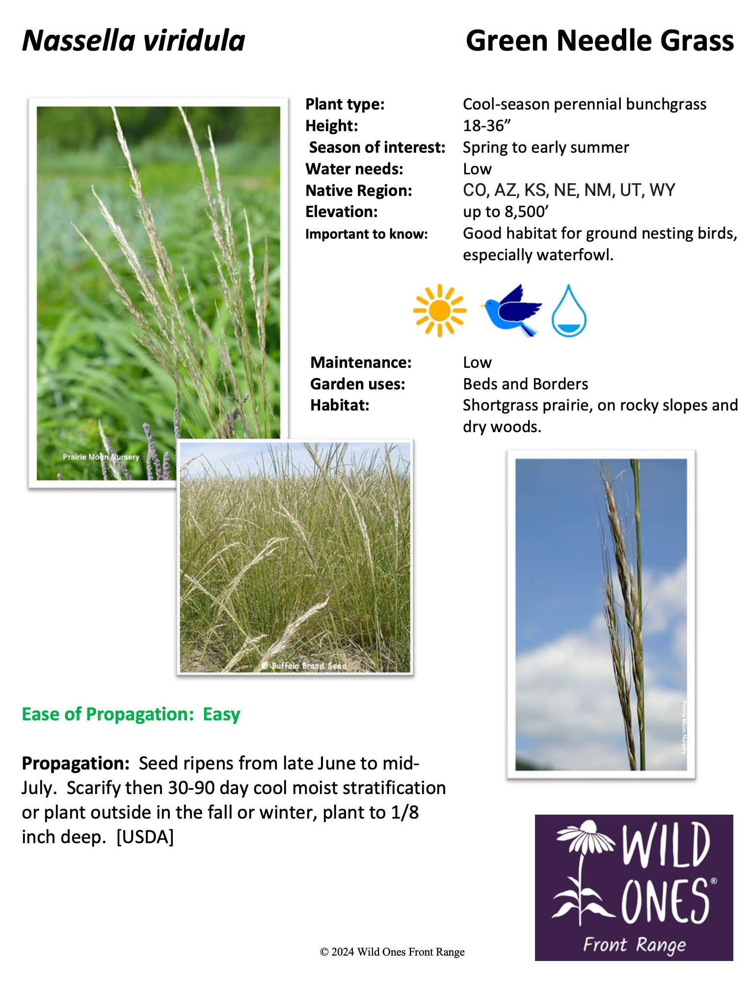 Nasella viridula (Green Needle Grass) – Grass – Native Plant Species Sheet