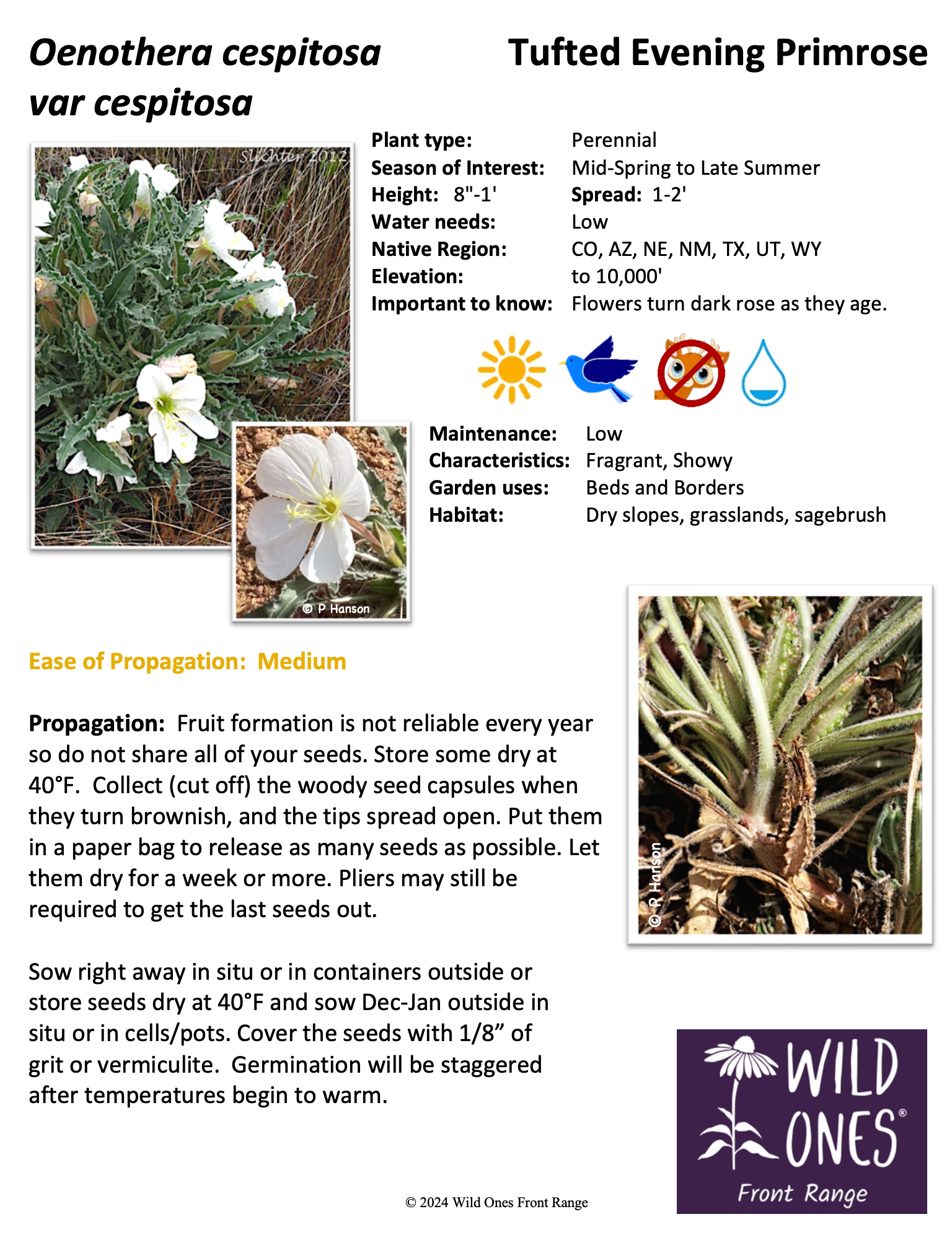 Oenothera cespitosa var cespitosa (Tufted Evening Primrose) – Forb – Native Plant Species Sheet