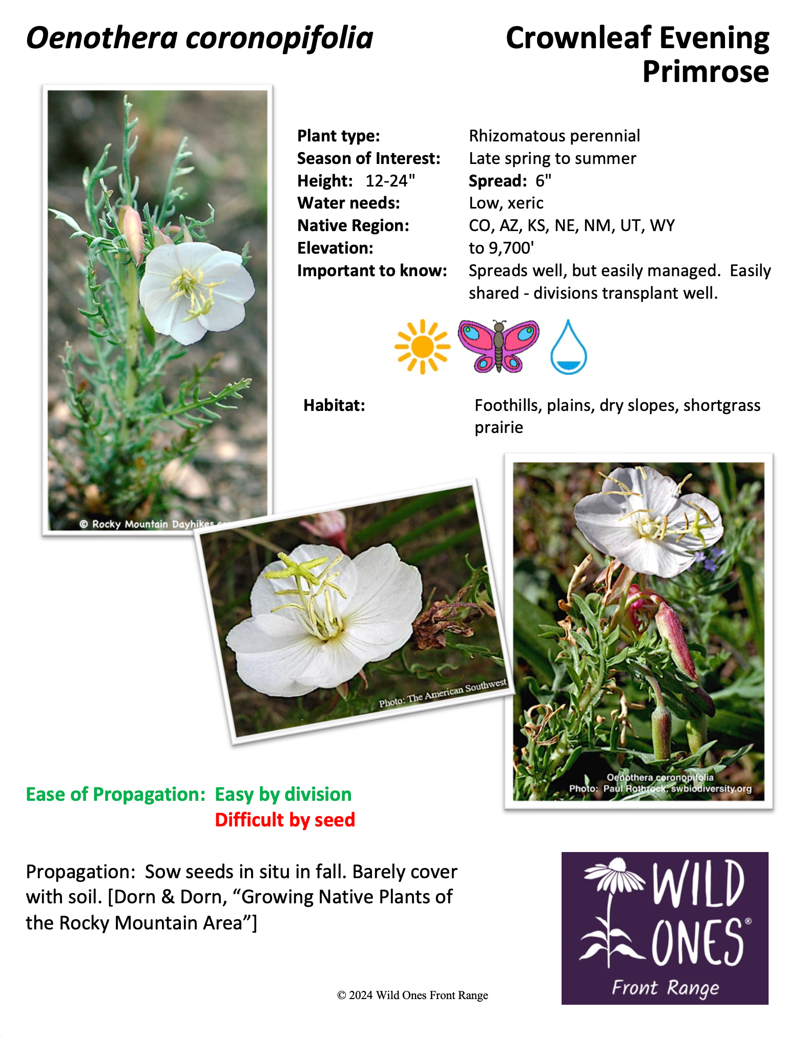 Oenothera coronopifolia (Crownleaf Evening Primrose) – Forb – Native Plant Species Sheet