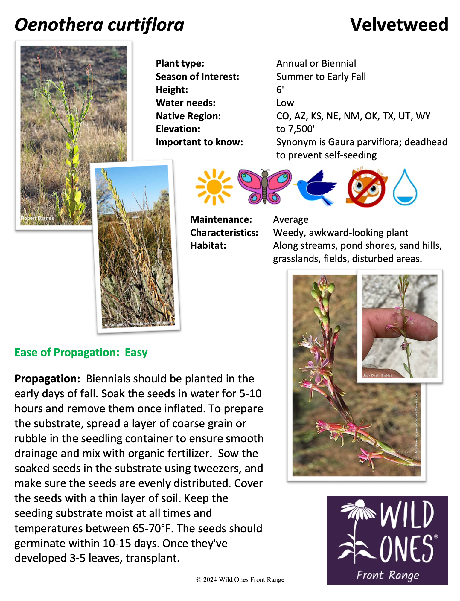 Oenothera curtiflora (Velvetweed) - Forb – Native Plant Species Sheet