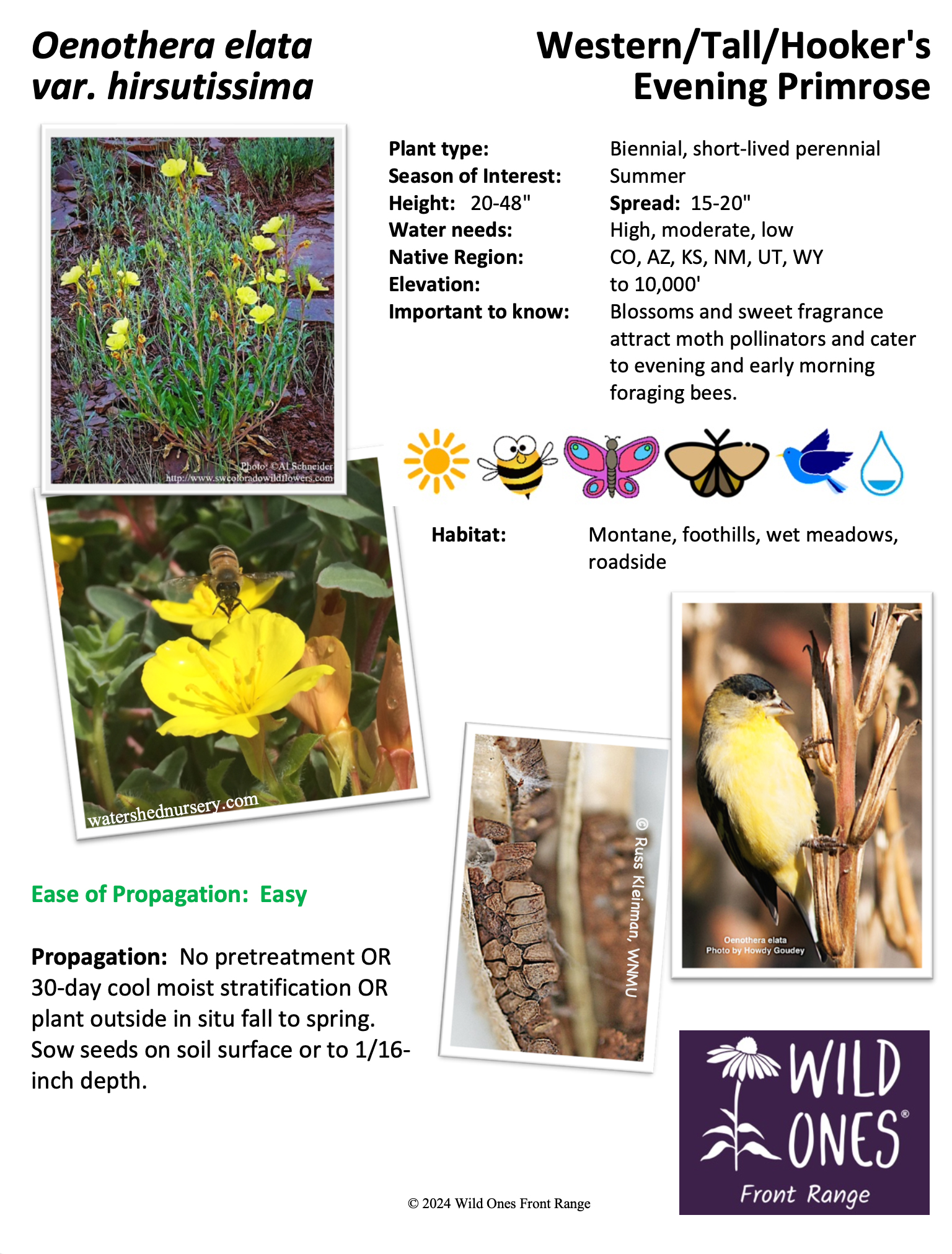 Oenothera elata var. hirsutissima Western Hooker's Evening Primrose Native Plant Species Sheet.jpg