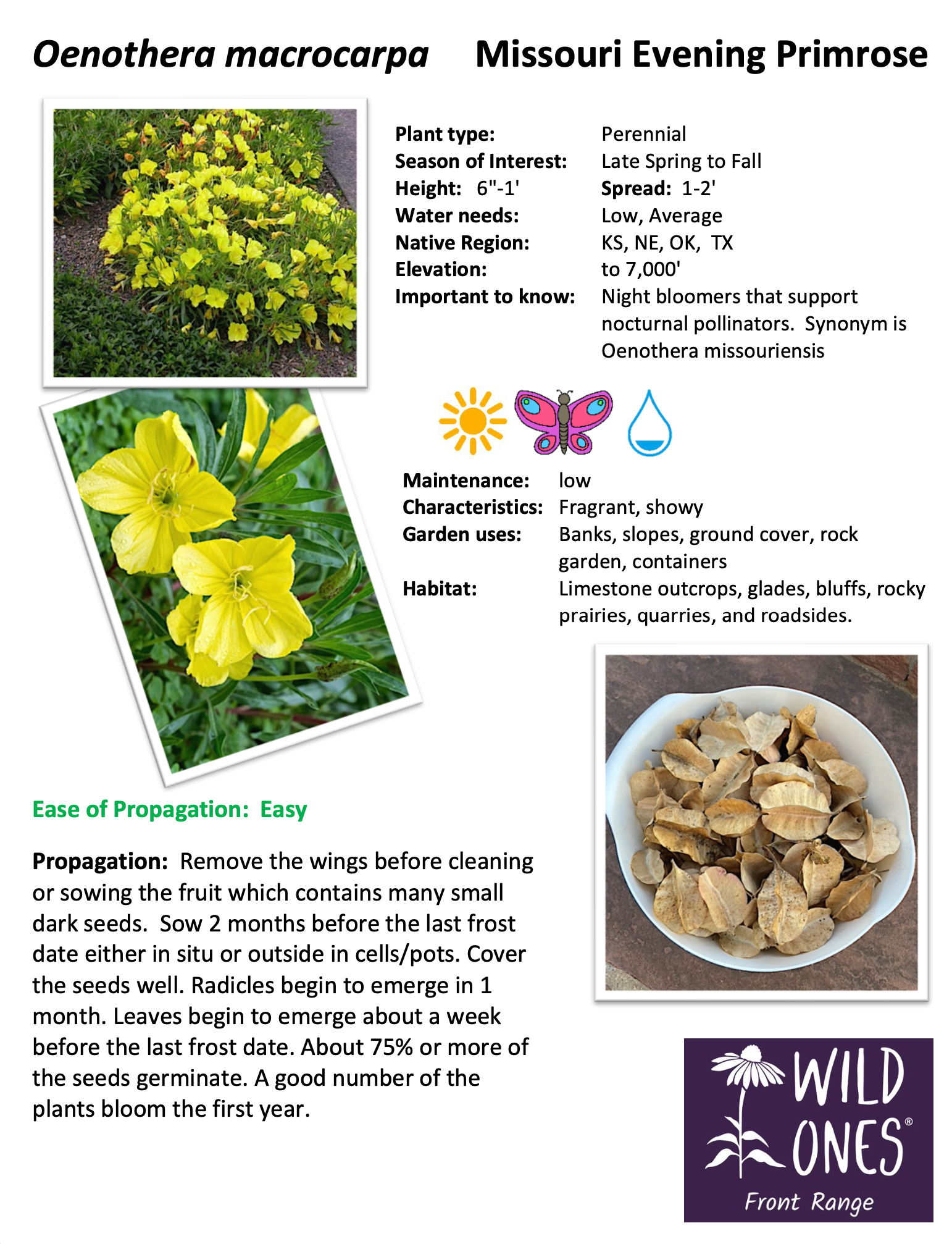 Oenothera macrocarpa (Missouri Evening Primrose) - Forb – Native Plant Species Sheet