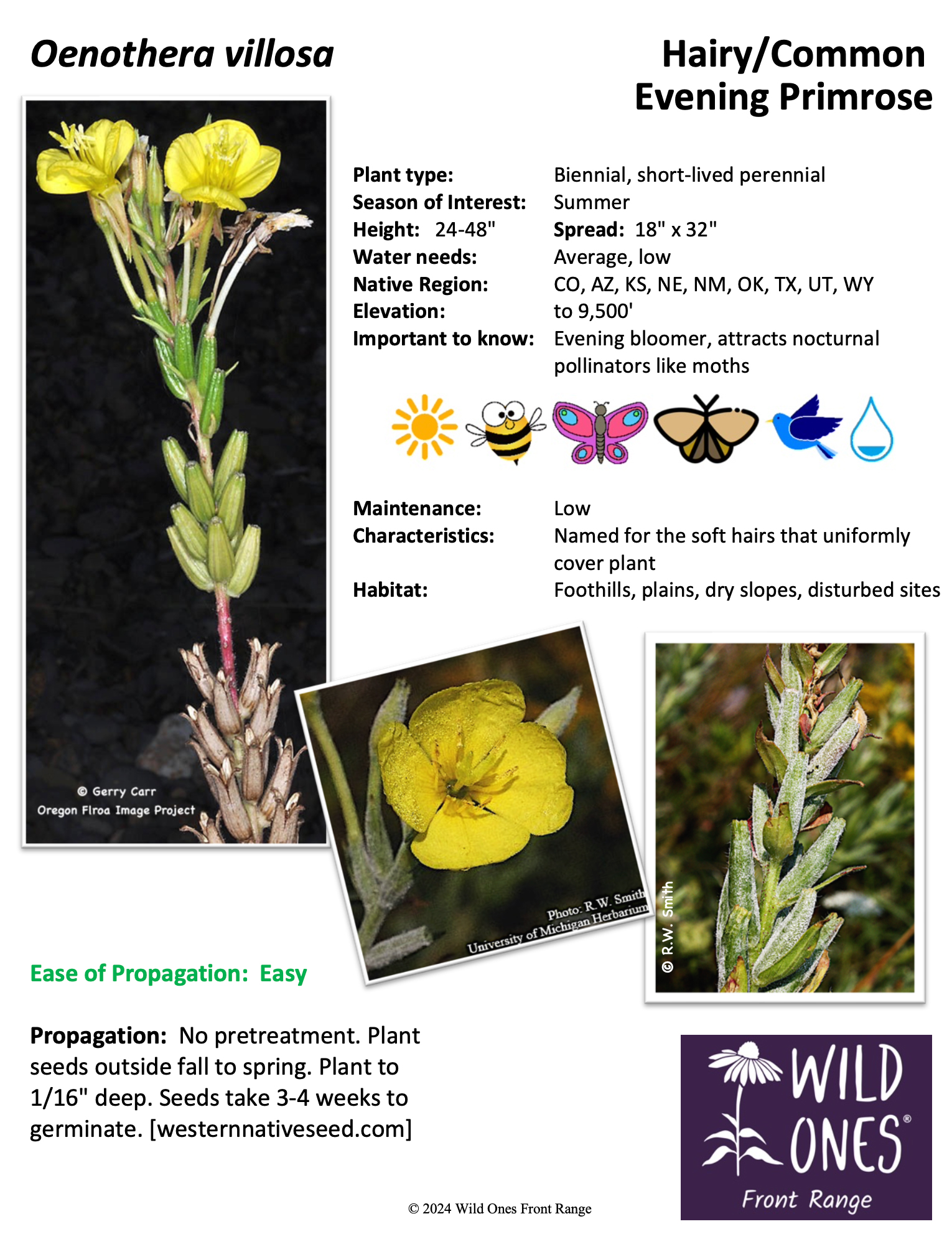 Oenothera villosa (Hairy/Common Evening Primrose) - Forb – Native Plant Species Sheet