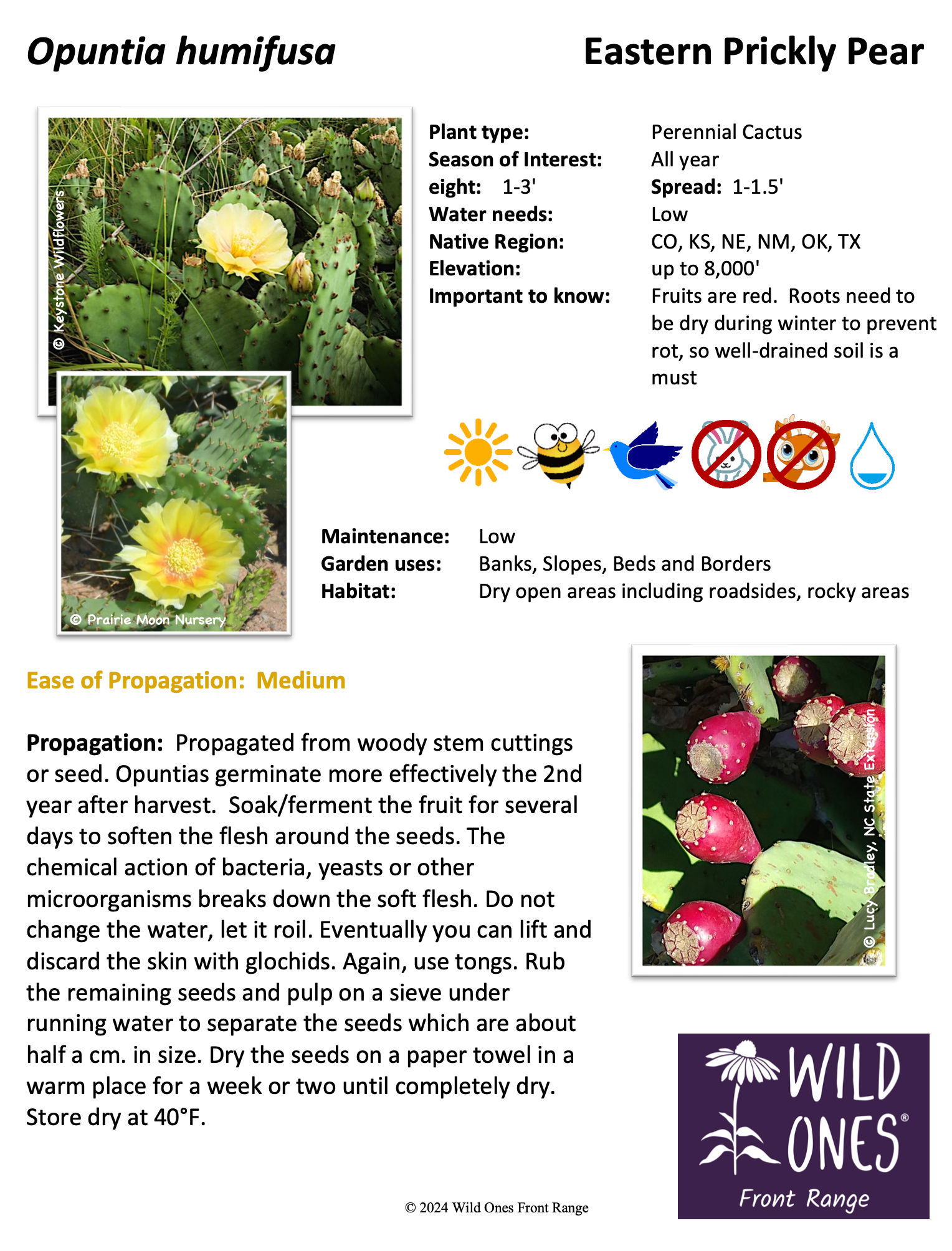 Opuntia humifusa (Eastern Prickly Pear Cactus) – Native Plant Species Sheet
