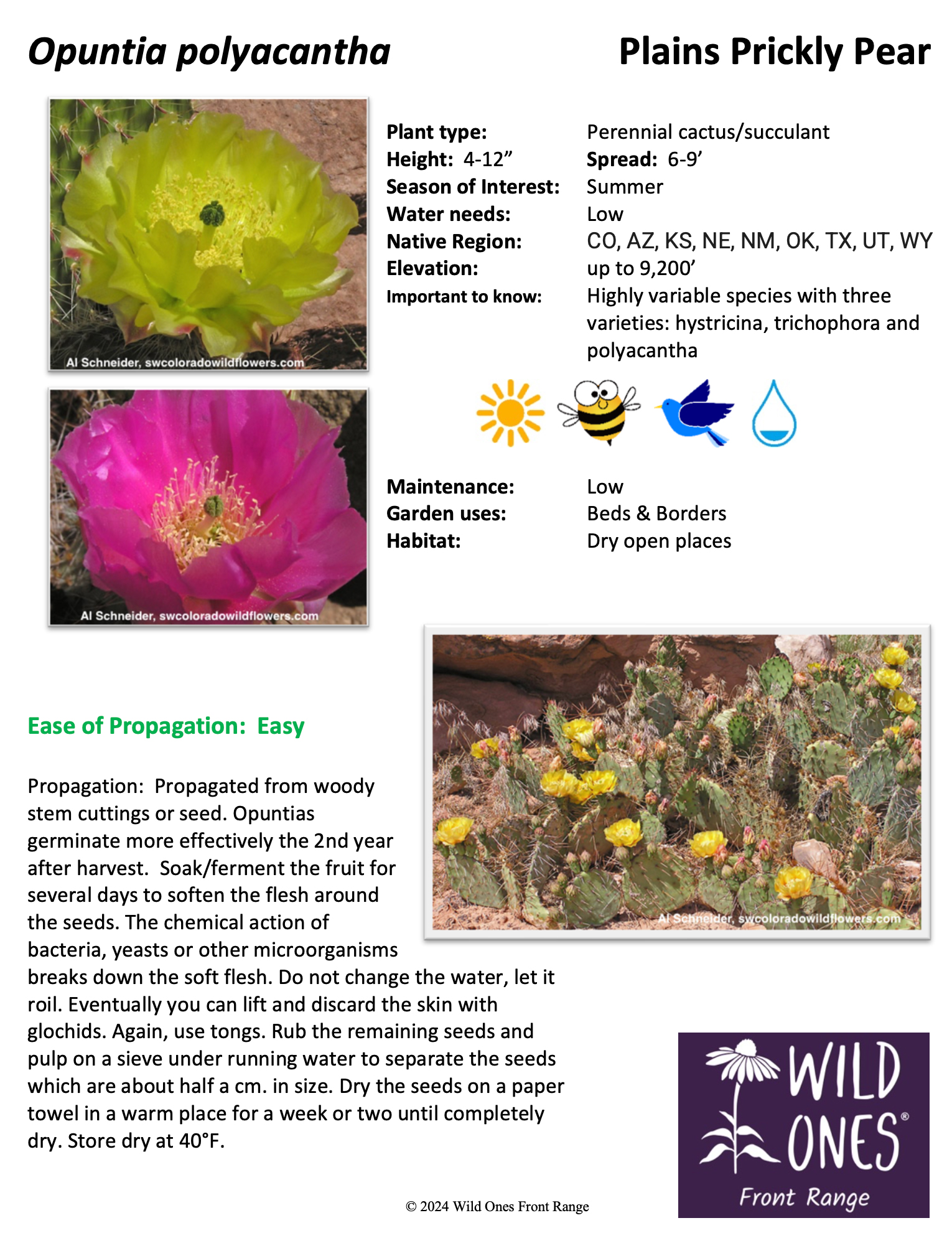 Opuntia polyacantha (Plains Prickly Pear Cactus) – Native Plant Species Sheet