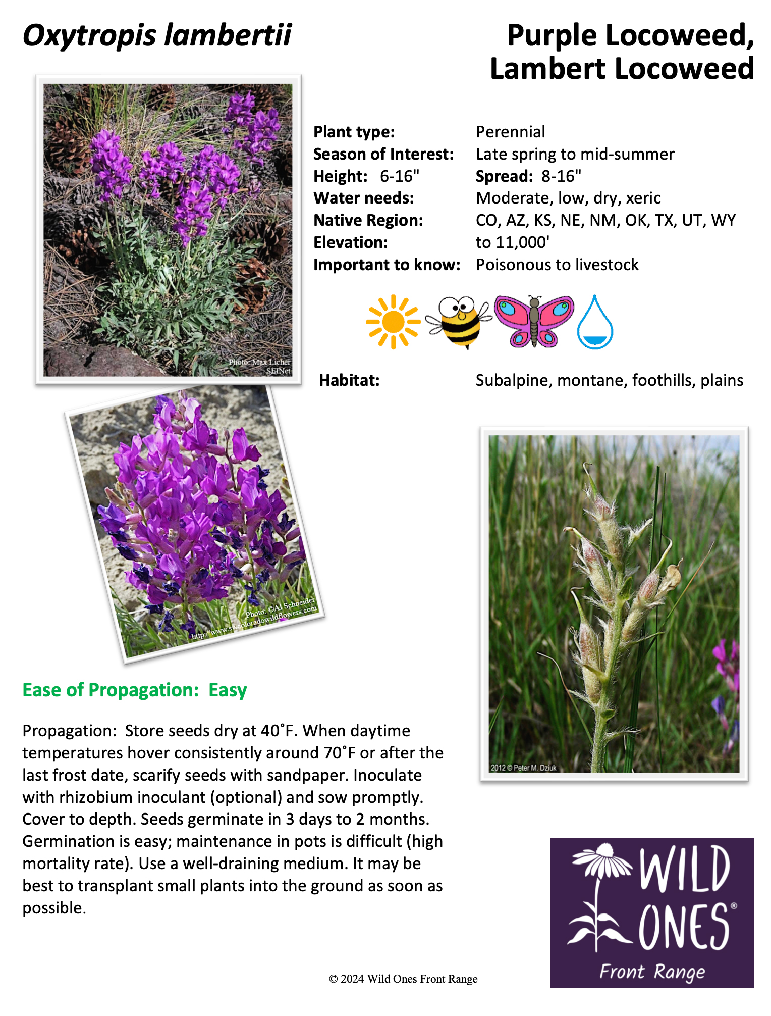 Oxytropis lambertii (Purple Locoweed, Lambert Locoweed) - Forb – Native Plant Species Sheet