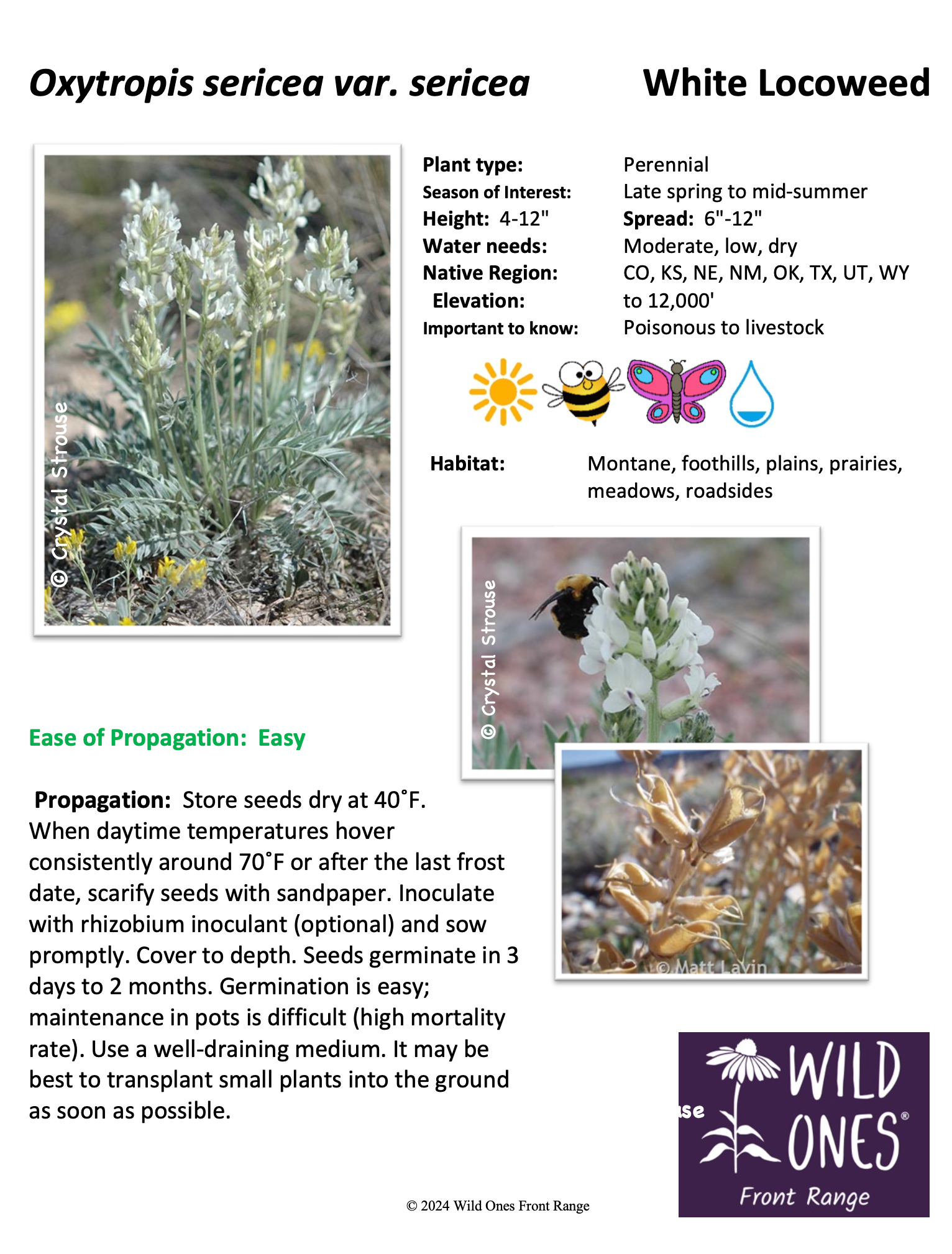 Oxytropis sericea var. sericea (White Locoweed) –Forb– Native Plant Species Sheet