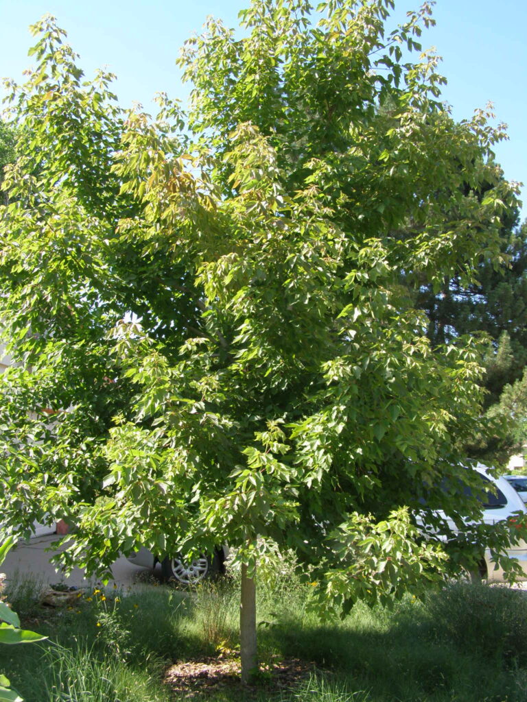 Boxelder