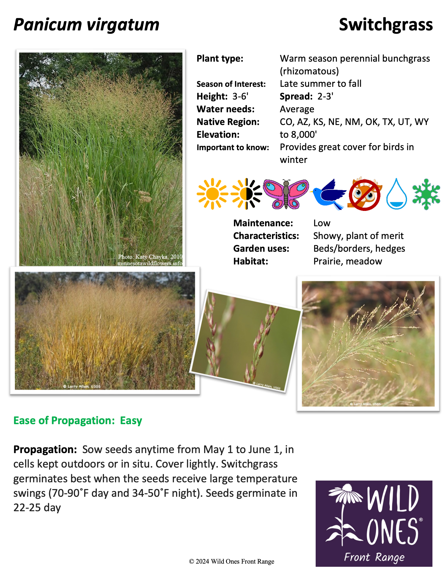 Panicum virgatum (Switchgrass) - Grass – Native Plant Species Sheet