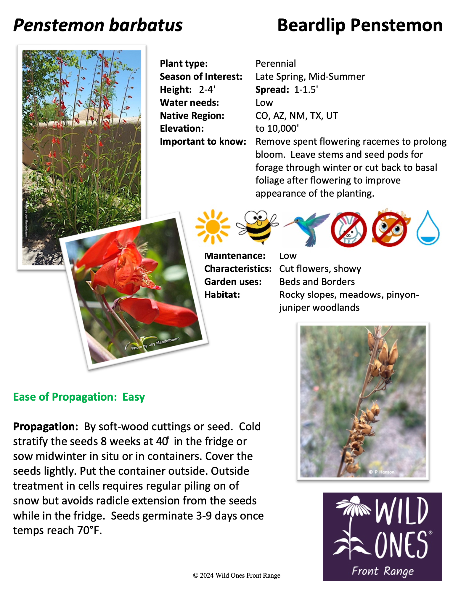 Penstemon angustifolius (Broadbeard Penstemon/Narrow-leaf Penstemon) – Forb – Native Plant Species Sheet