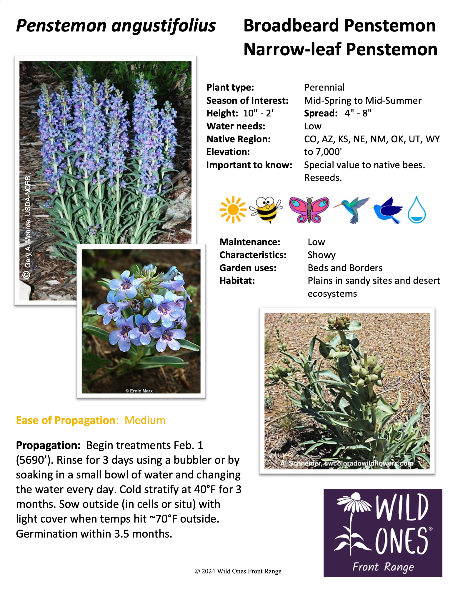 Penstemon angustifolius (Broadbeard Penstemon/Narrow-leaf Penstemon) – Forb – Native Plant Species Sheet