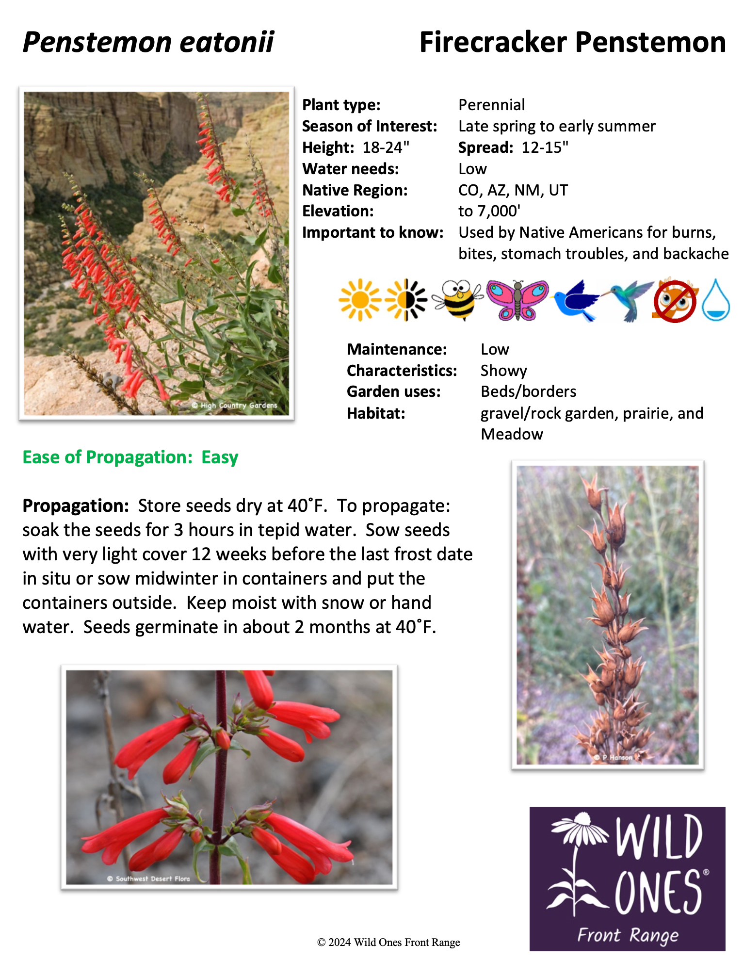 Penstemon eatonii (Firecracker Penstemon) – Forb – Native Plant Species Sheet