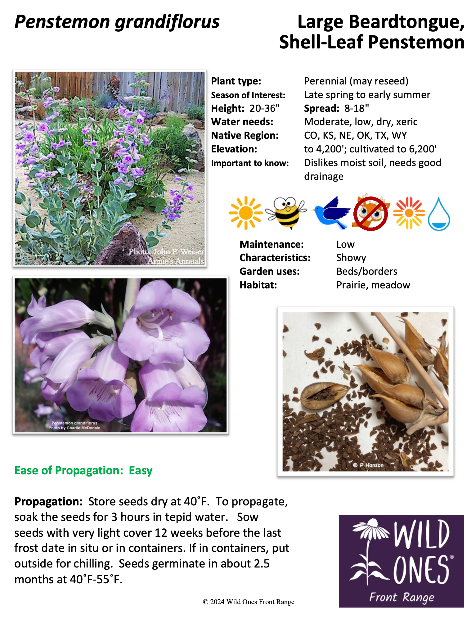 Penstemon grandiflorus (Large Beardtongue, Shell-Leaf Penstemon) – Forb – Native Plant Species Sheet
