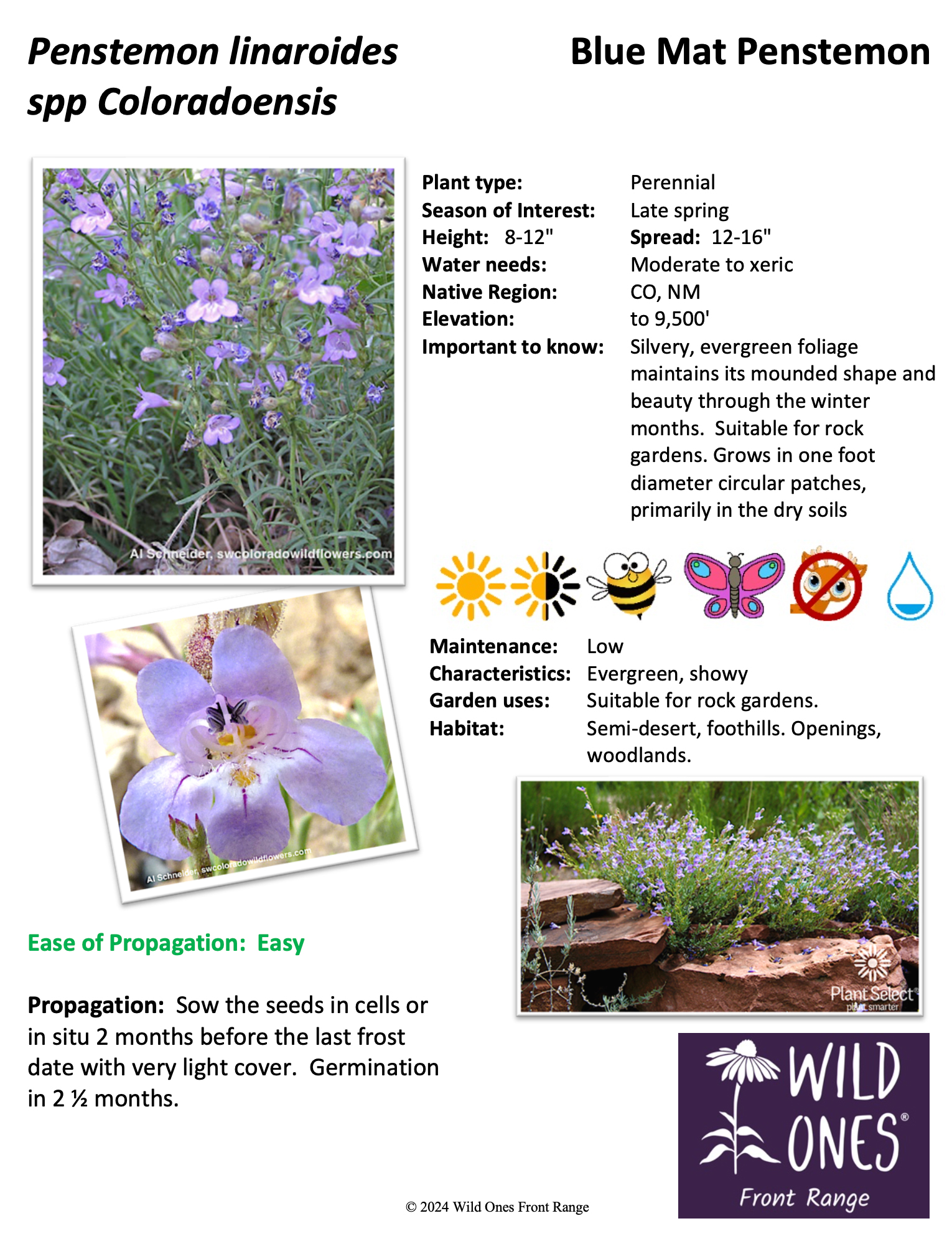 Penstemon linaroides spp Coloradoensis (Blue Mat Penstemon) – Forb – Native Plant Species Sheet