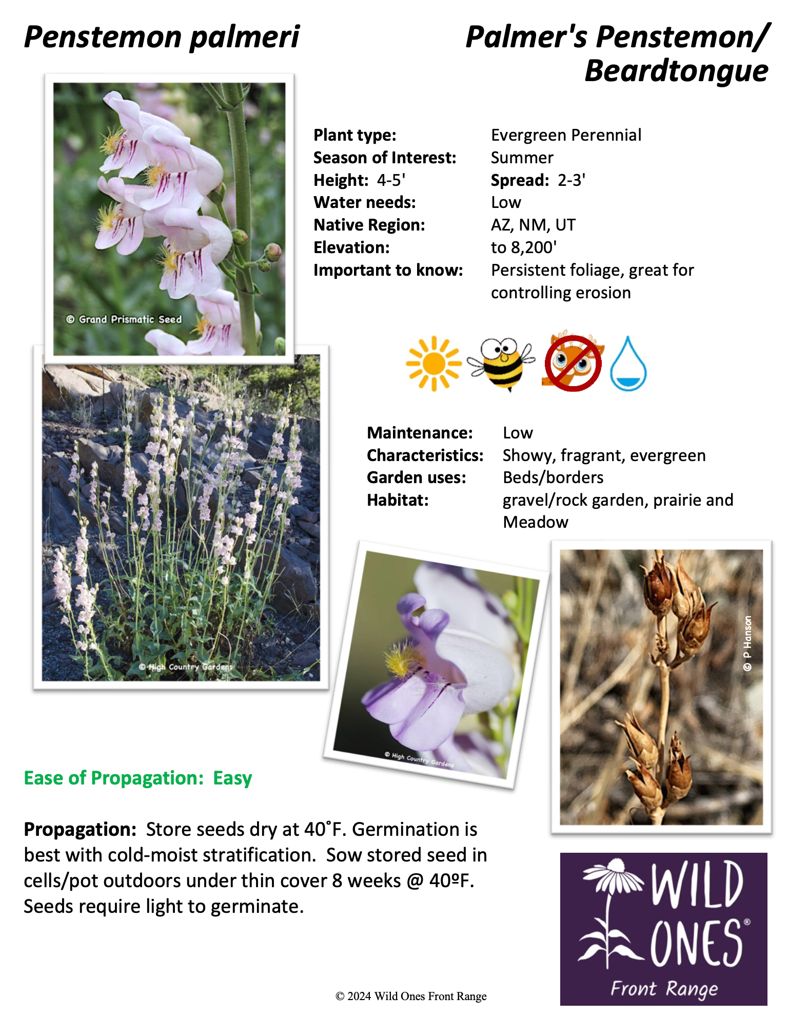 Penstemon palmeri (Palmer's Penstemon/Beardtongue) – Forb – Native Plant Species Sheet