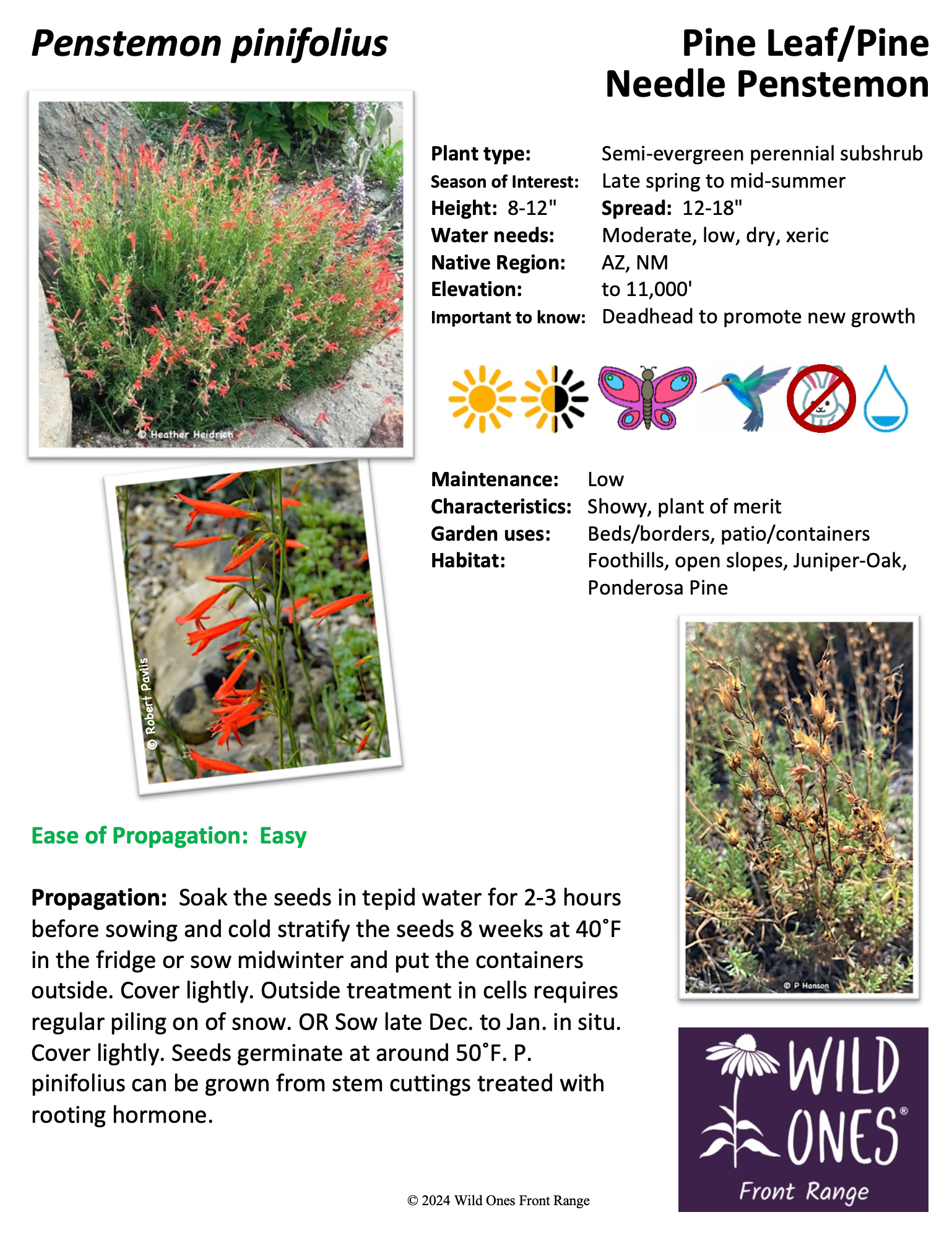 Penstemon pinifolius (Pine Leaf/Pine Needle Penstemon) – Forb – Native Plant Species Sheet