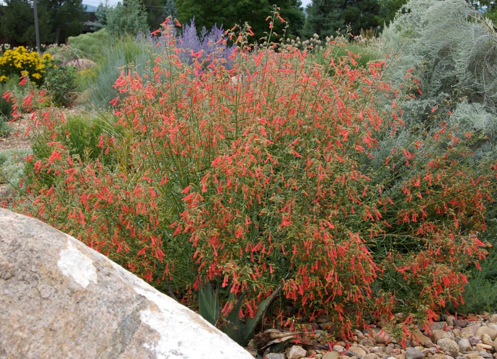 Penstemon rostriflorus (Bridges' Penstemon)