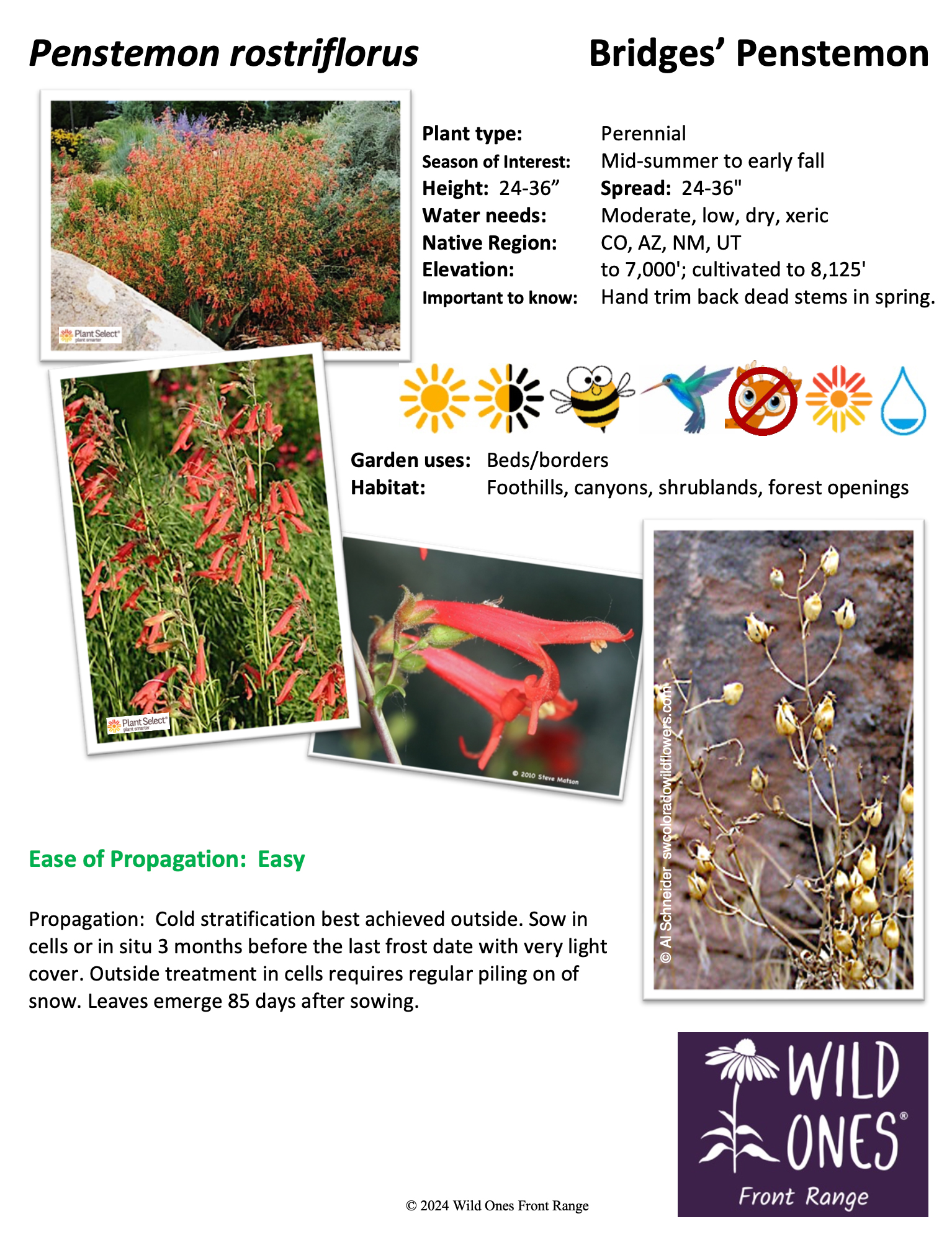 Penstemon rostriflorus (Bridges' Penstemon) – Forb – Native Plant Species Sheet