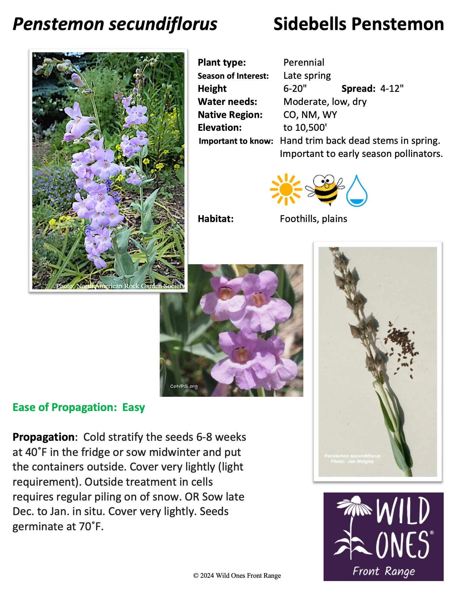 Penstemon secundiflorus (Sidebells Penstemon) – Forb – Native Plant Species Sheet