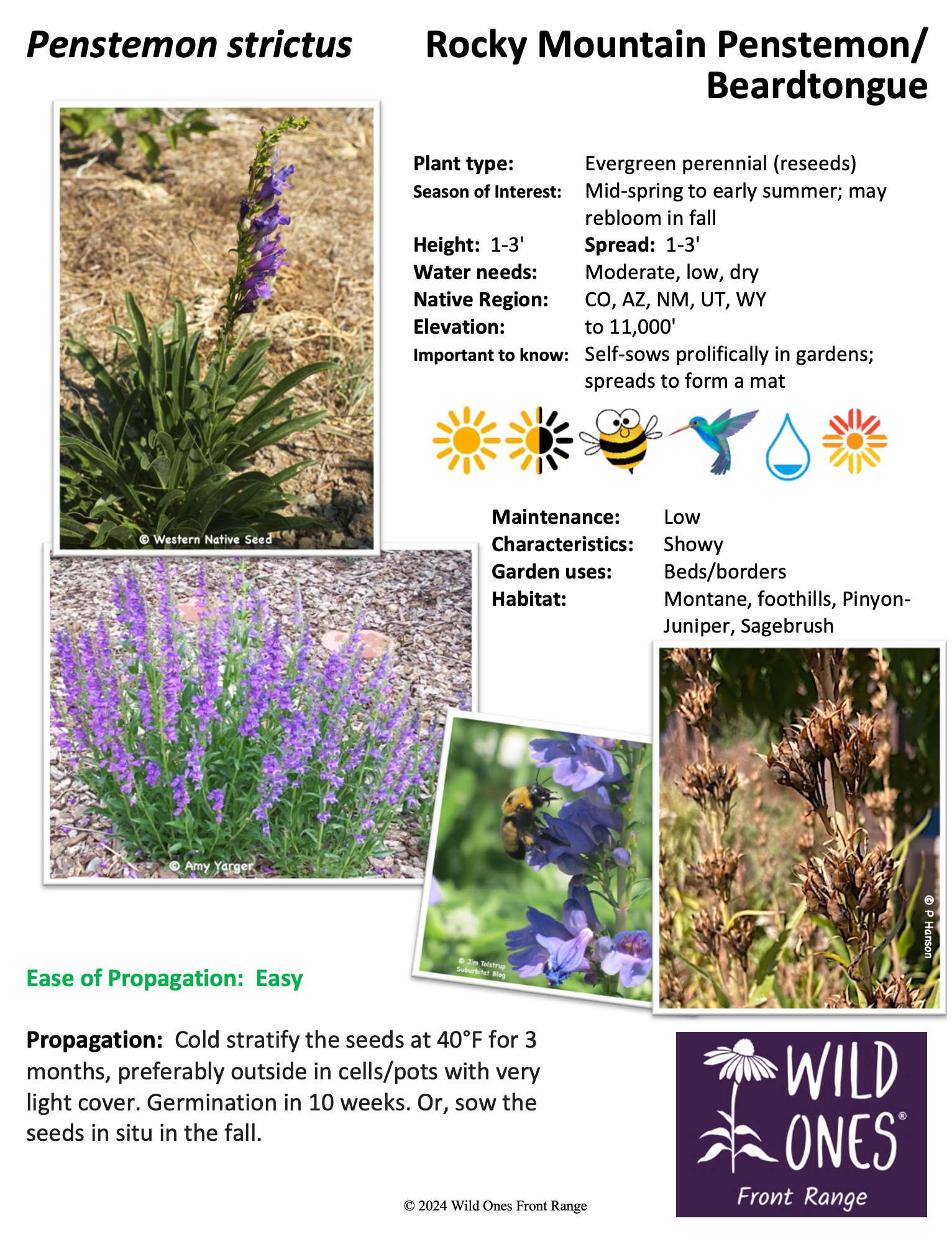 Penstemon strictus (Rocky Mountain Penstemon/Beardtongue) – Forb – Native Plant Species Sheet