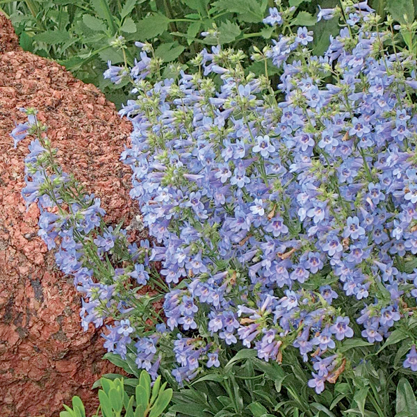 Penstemon virens (Front Range Beardtongue)