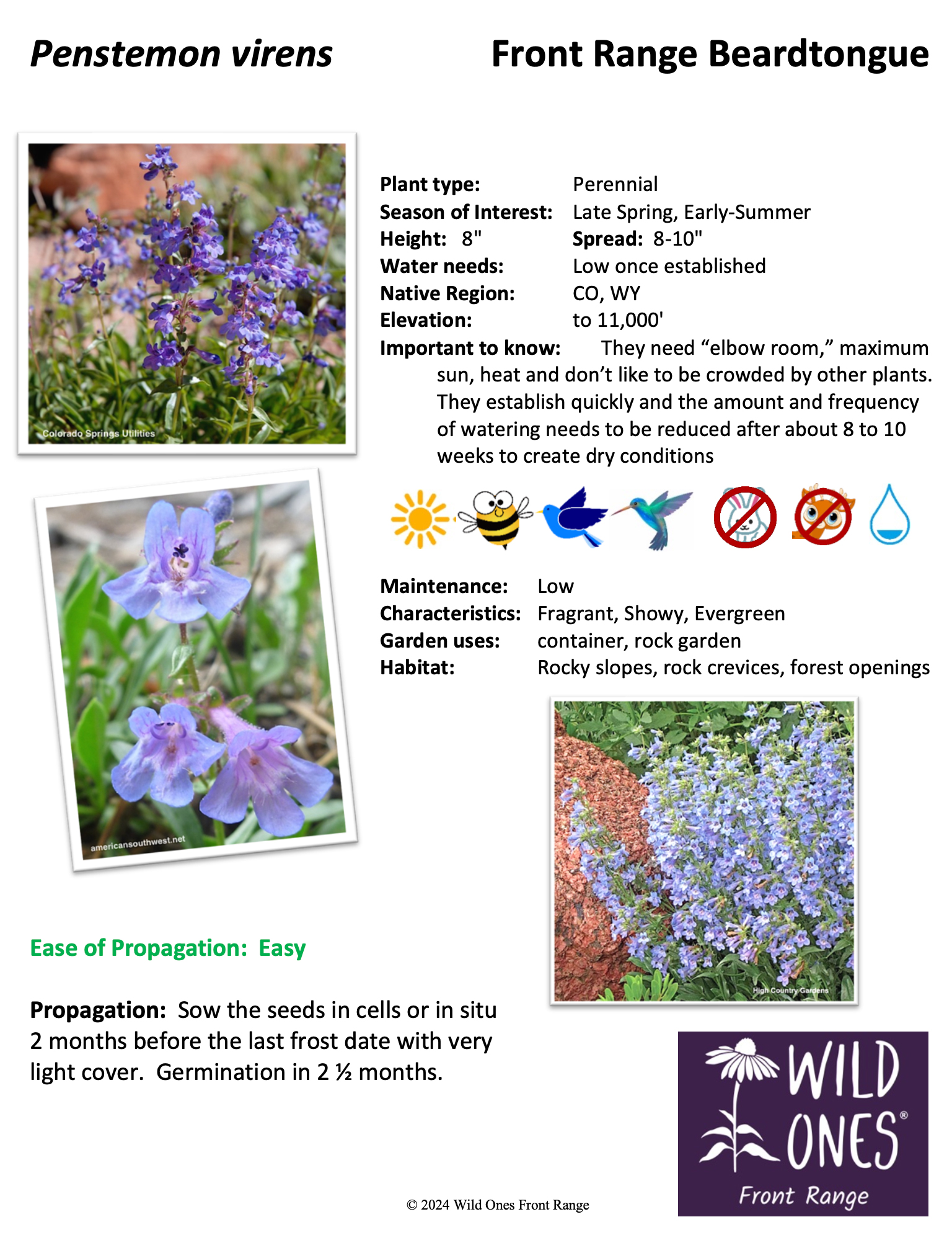 Penstemon virens (Front Range Beardtongue) – Forb – Native Plant Species Sheet