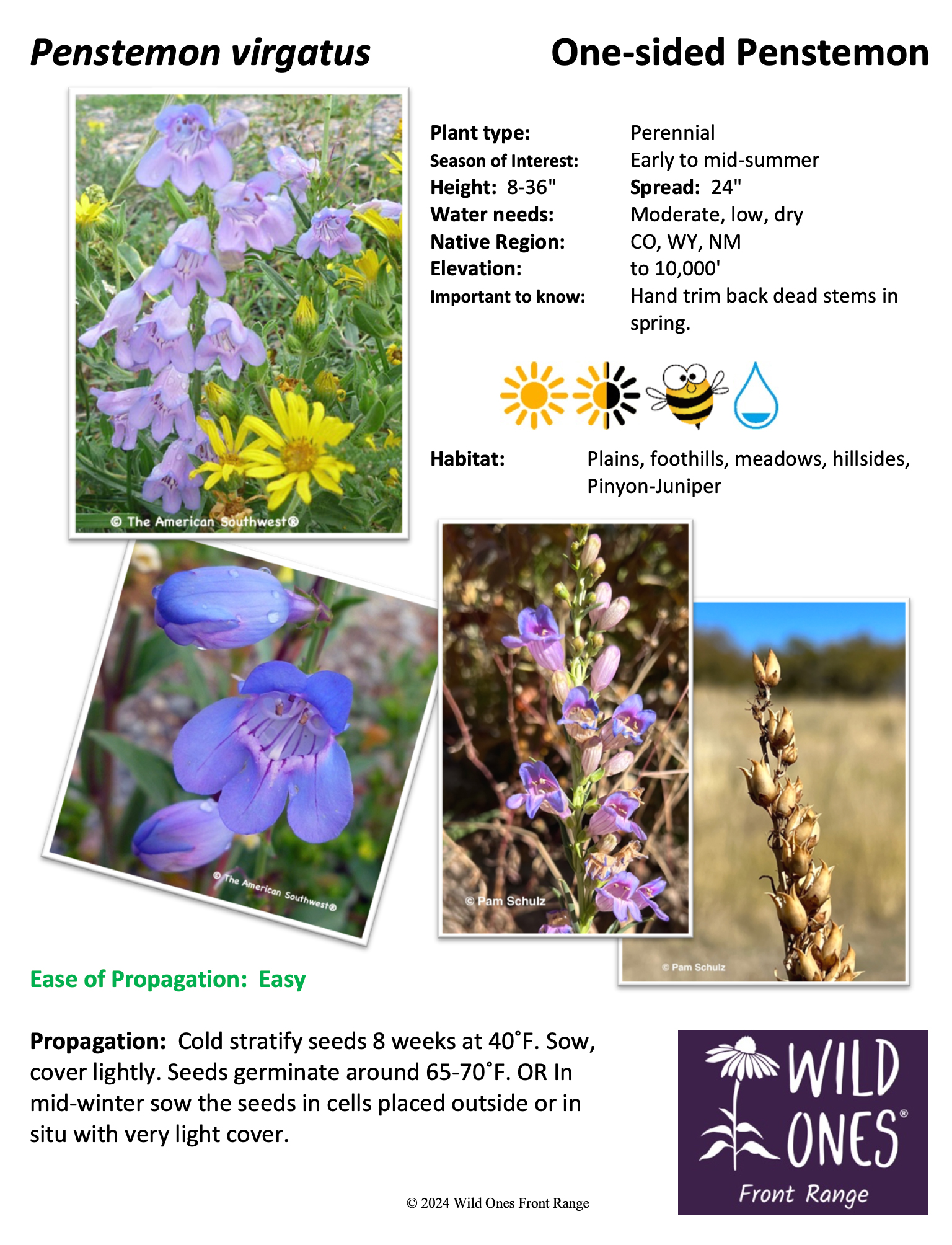 Penstemon virgatus (One-sided Penstemon) – Forb – Native Plant Species Sheet