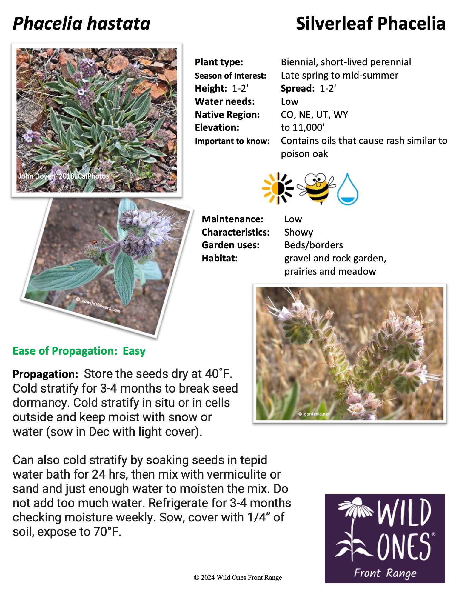 Phacelia hastata (Silverleaf Phacelia) – Forb – Native Plant Species Sheet