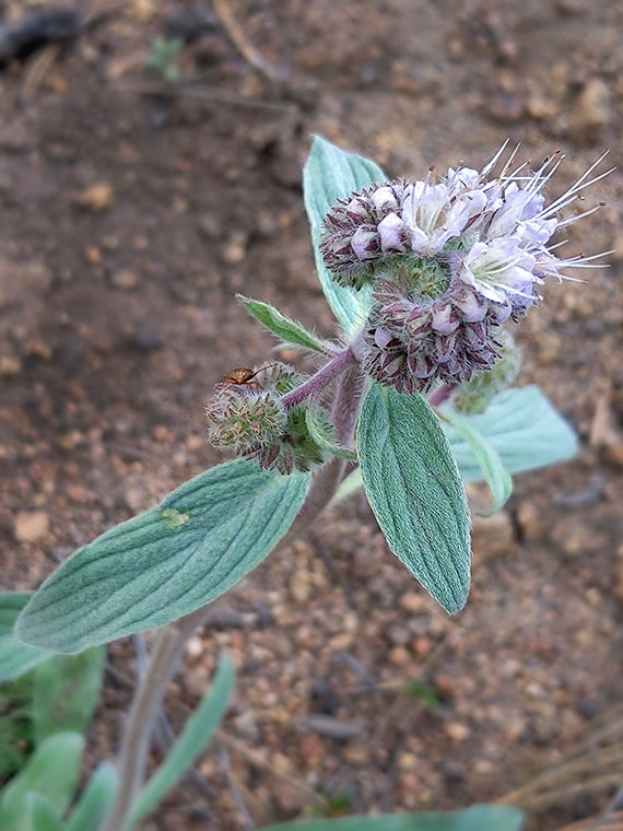 Phacelia hastata (Silverleaf Phacelia)