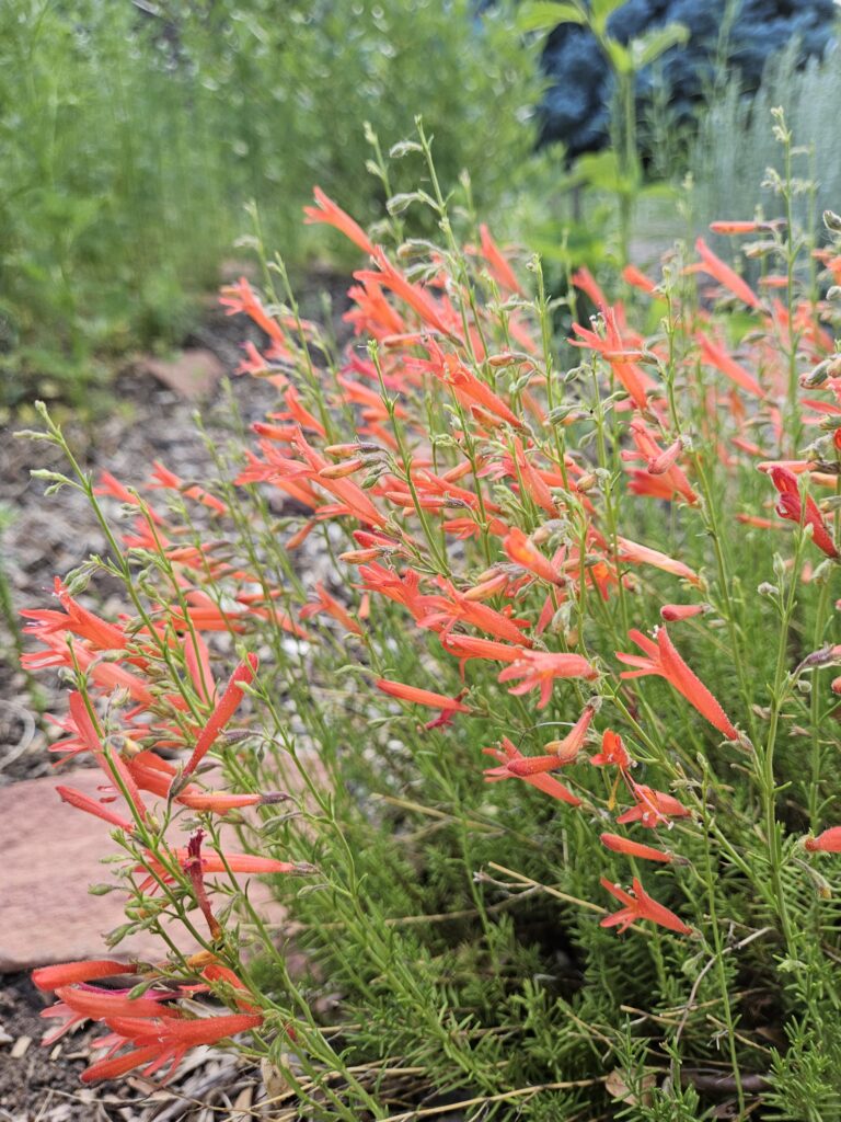 Penstemon pinifolius (Pine Leaf/Pine Needle Penstemon)