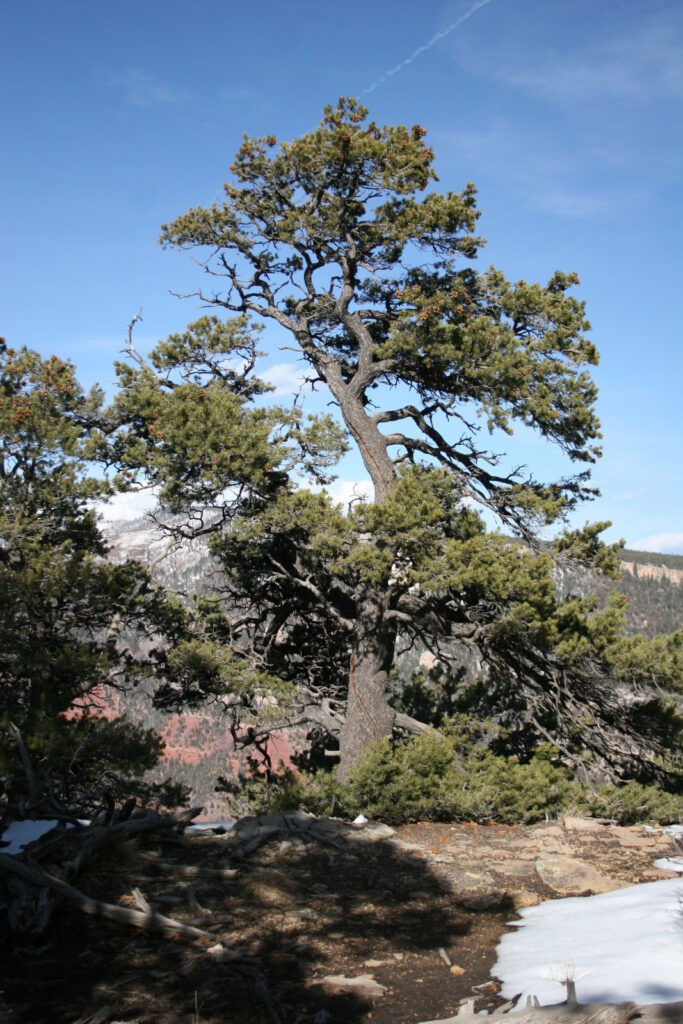 Pinus edulis
(Pinyon Pine)