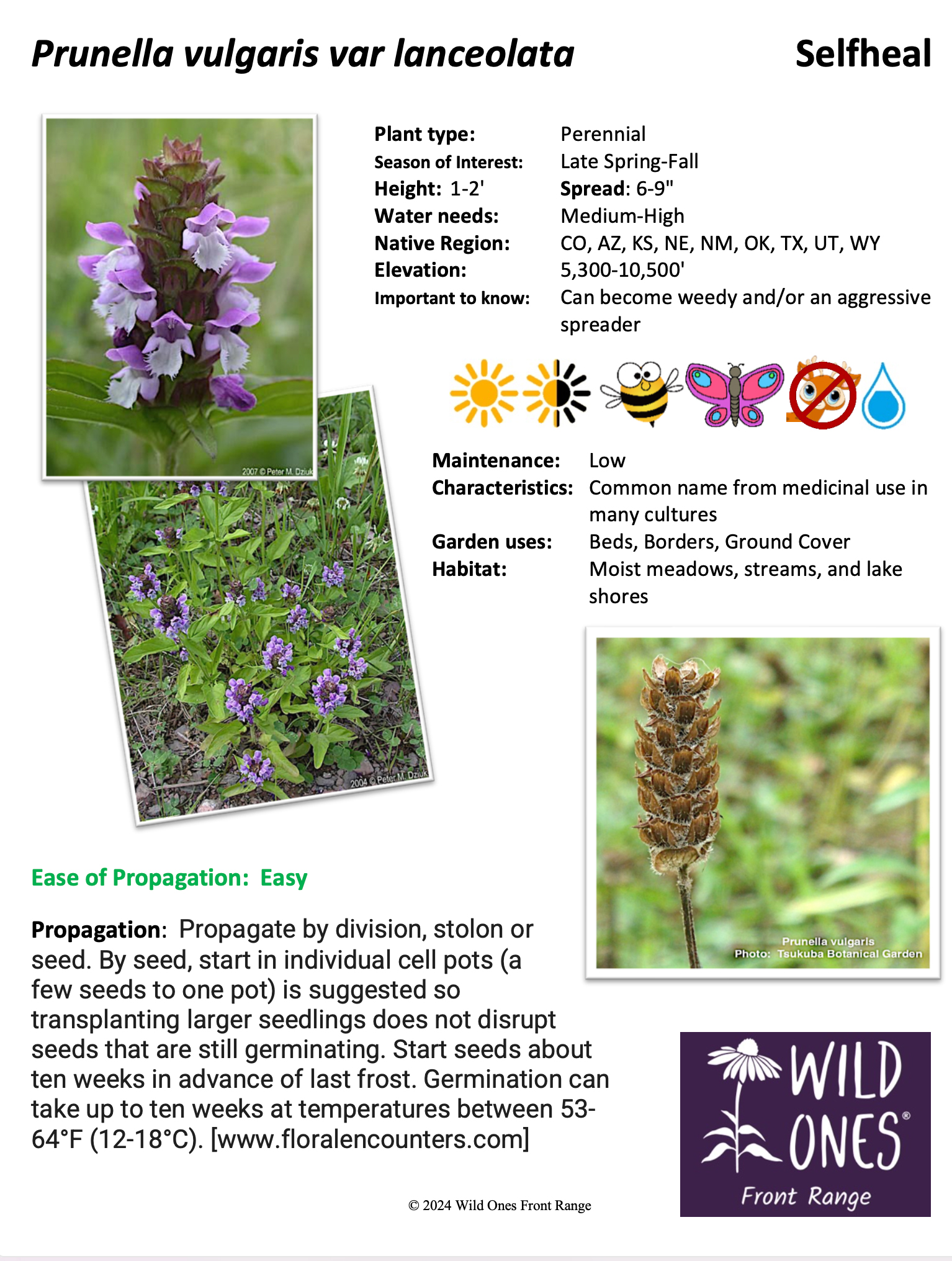 Prunella vulgaris var lanceolata (Selfheal) – Forb – Native Plant Species Sheet