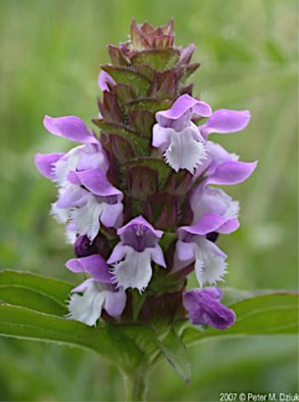 Prunella vulgaris var lanceolata (Selfheal)