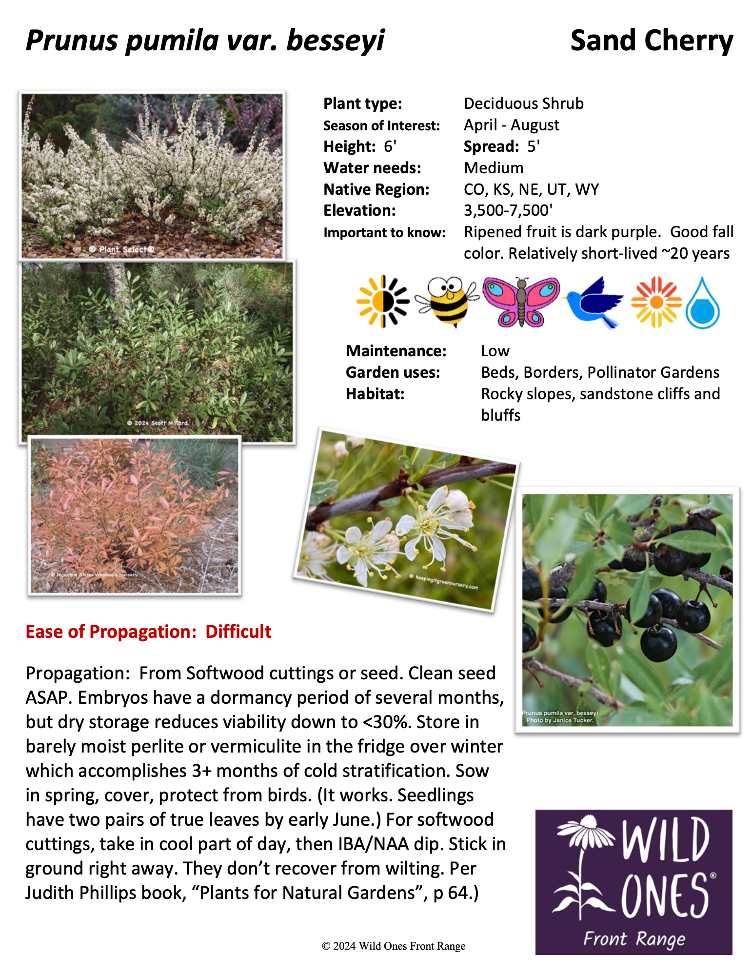 Prunus pumila var. besseyi (Sand Cherry) – Shrub – Native Plant Species Sheet