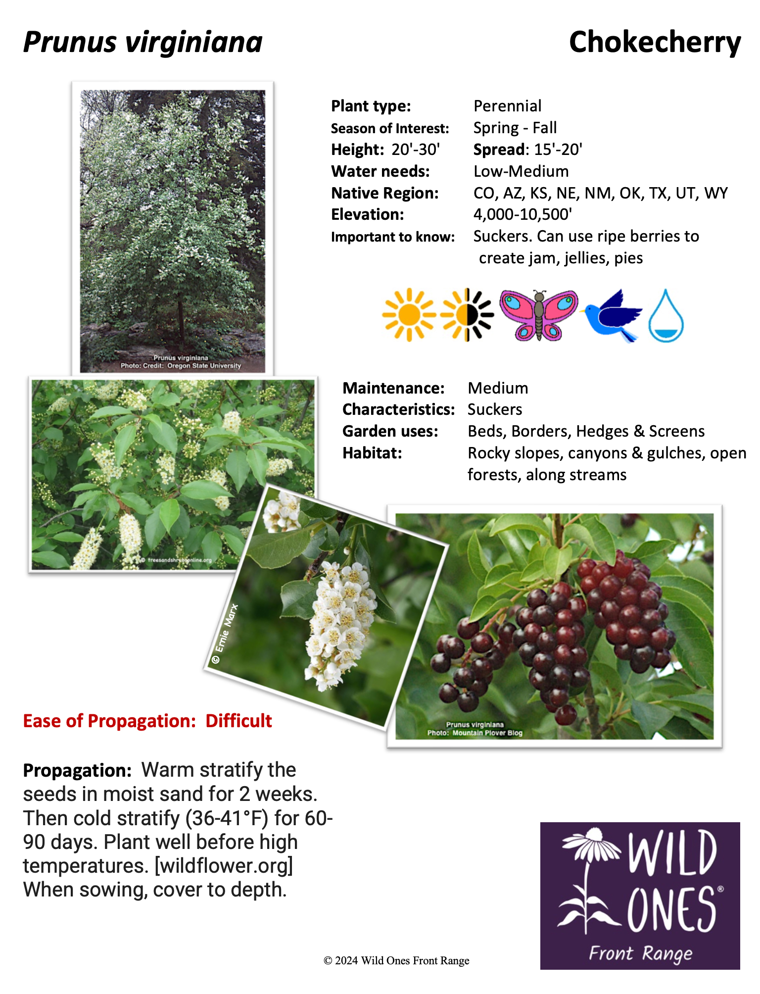 Prunus virginiana (Chokecherry) – Tree – Native Plant Species Sheet